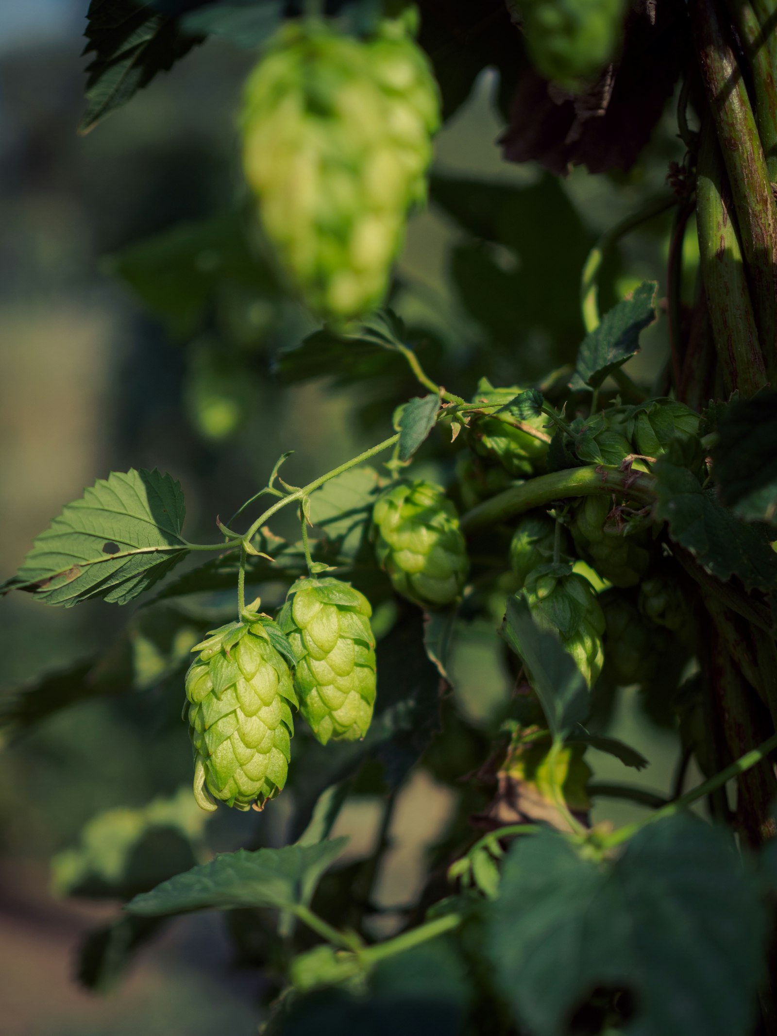 Green hop cones ripening on the vine.