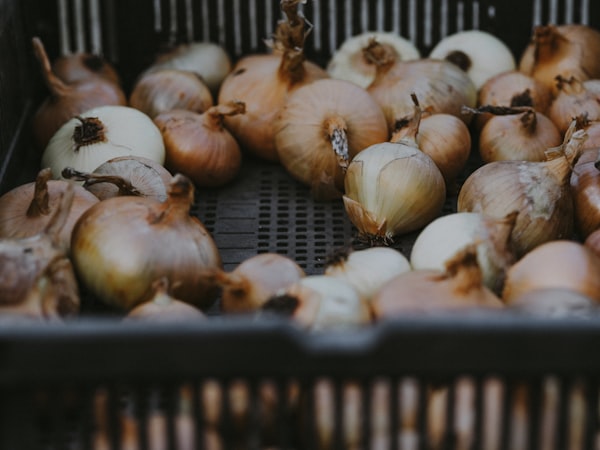 Brown onions curing in a crate after harvest