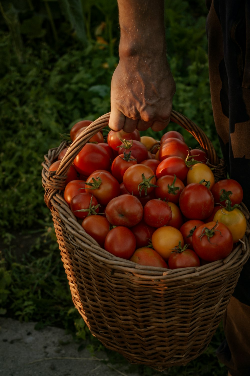 A wicker basket of just-picked heritage tomatoes carried in from the field