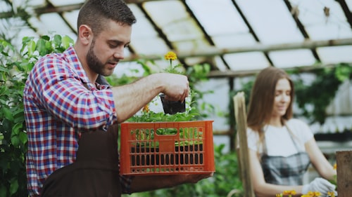 Two growers potting on seedlings inside a timber-framed glasshouse