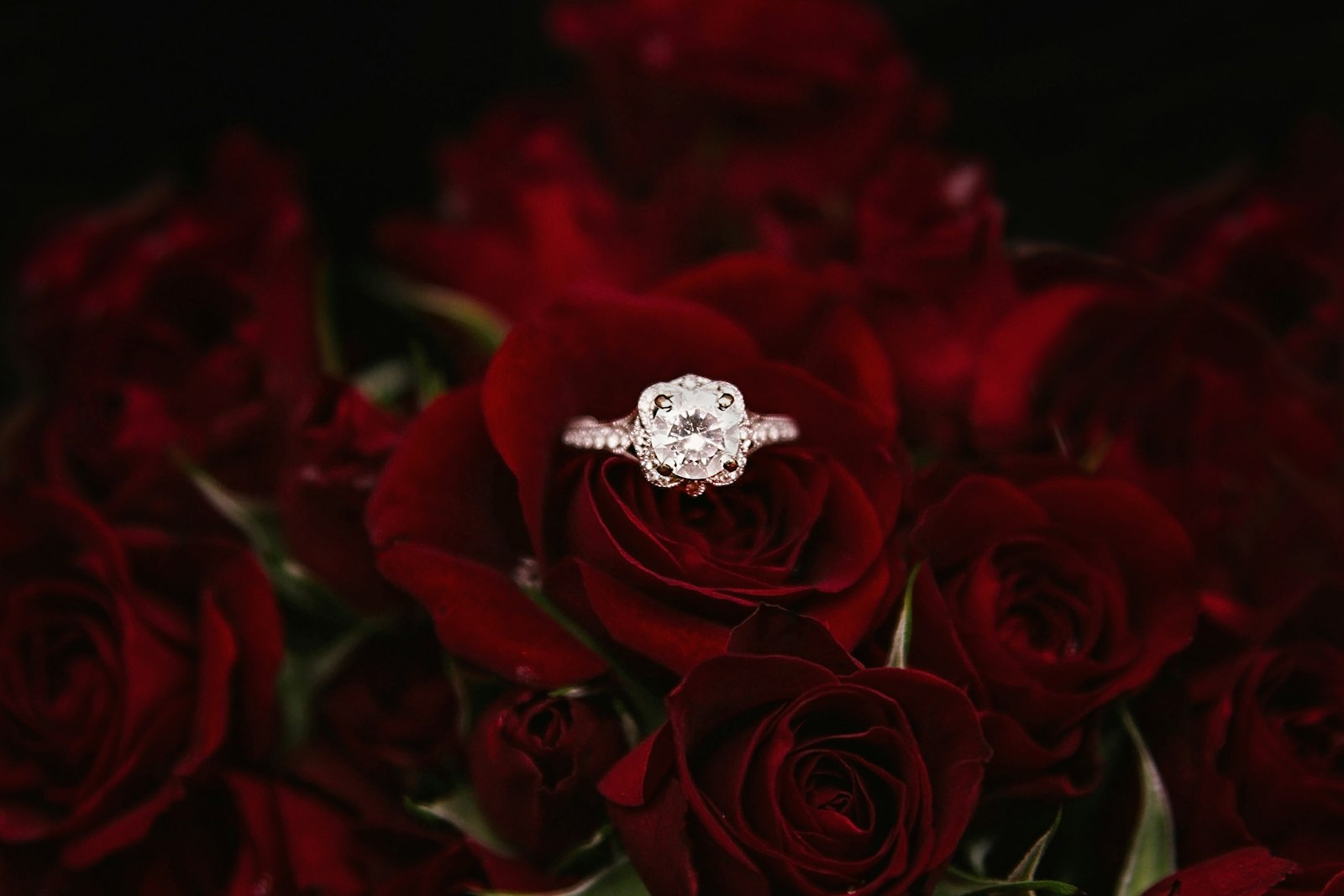 A diamond solitaire ring from the Solenne bridal collection resting on deep red roses