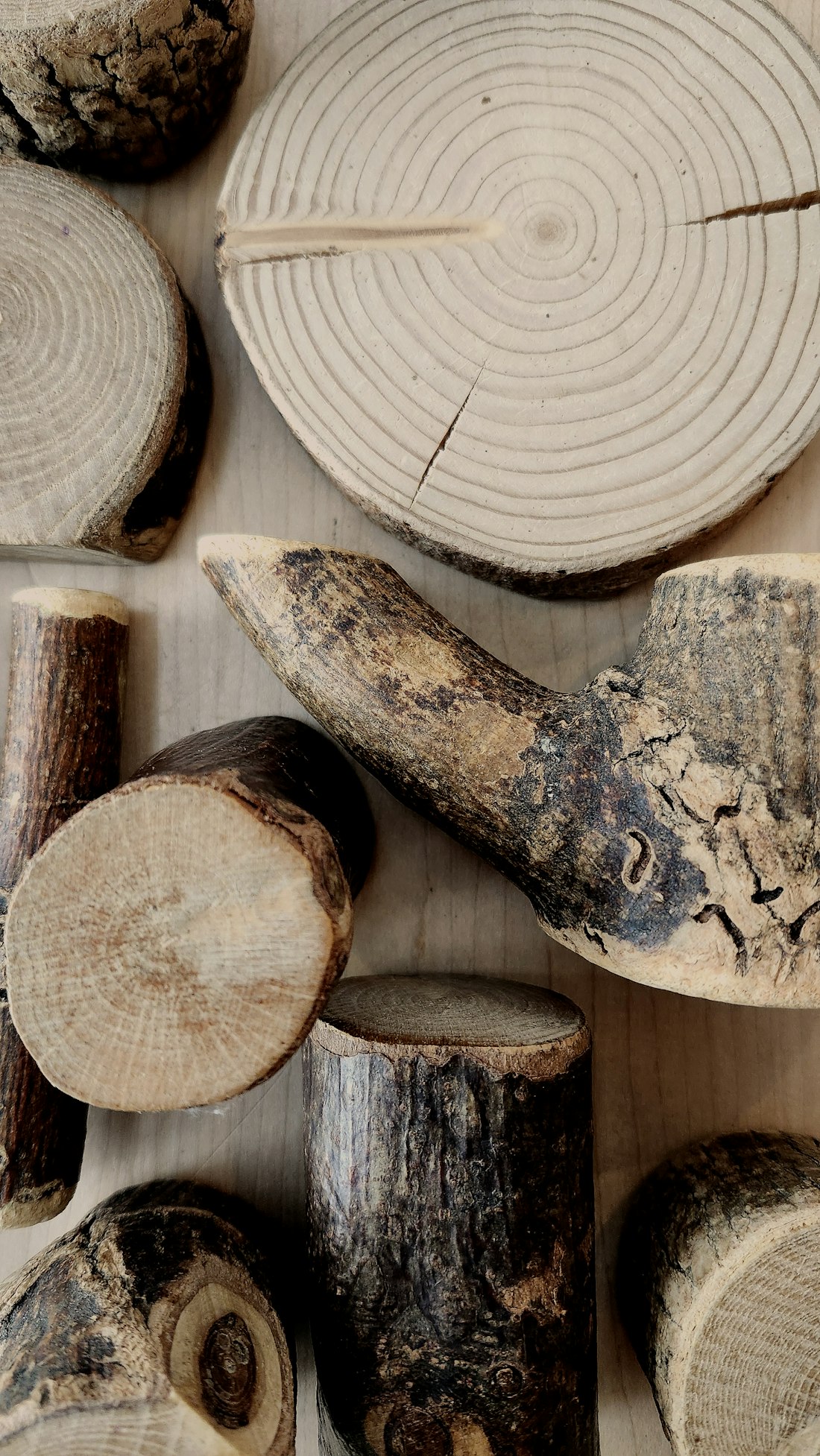 Cut sections of hardwood log and branch showing growth rings and bark, laid out on a pale surface.