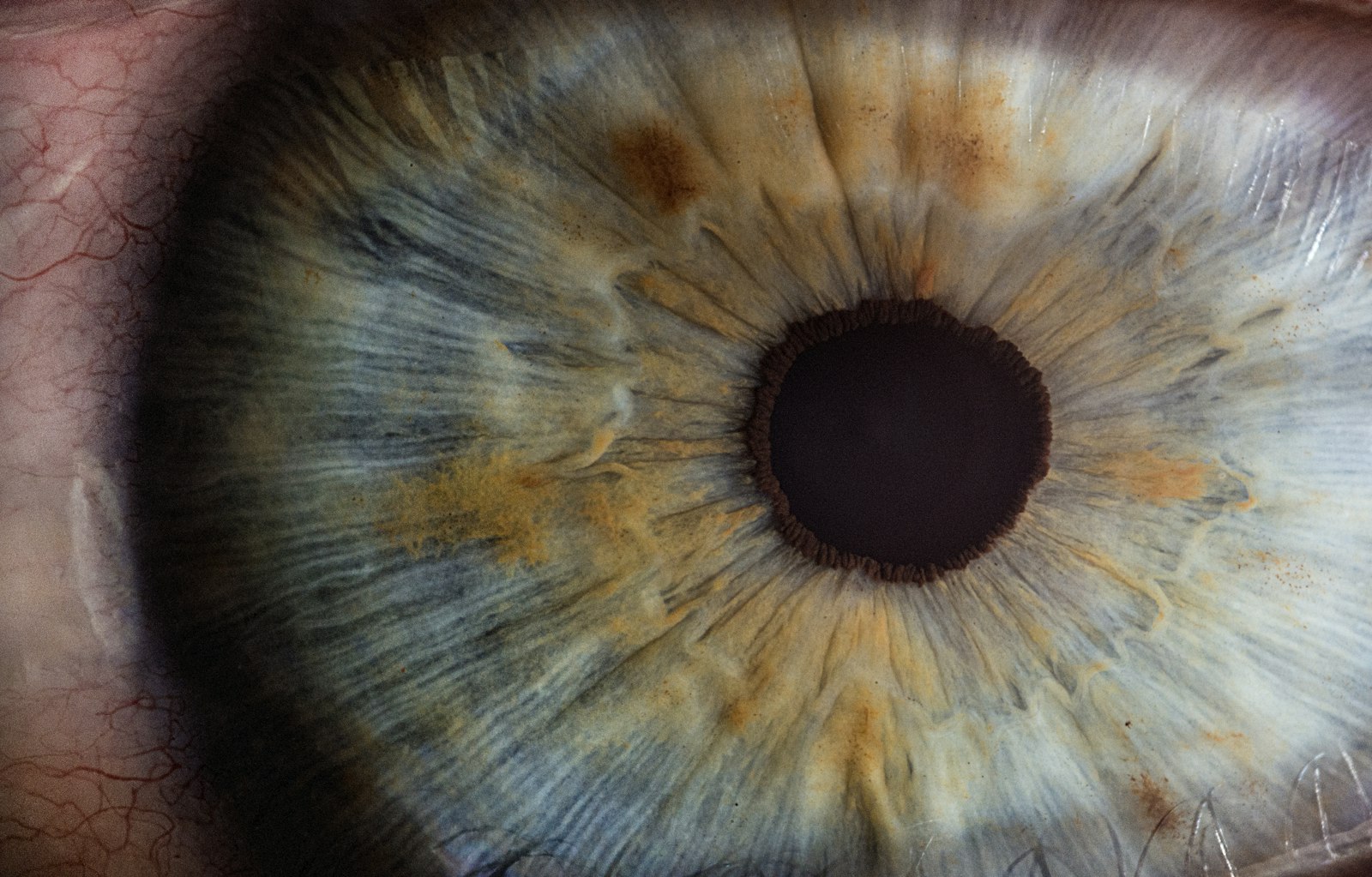 Extreme close-up of a grey-blue iris flecked with amber, the white of the eye and its fine vessels visible at one edge