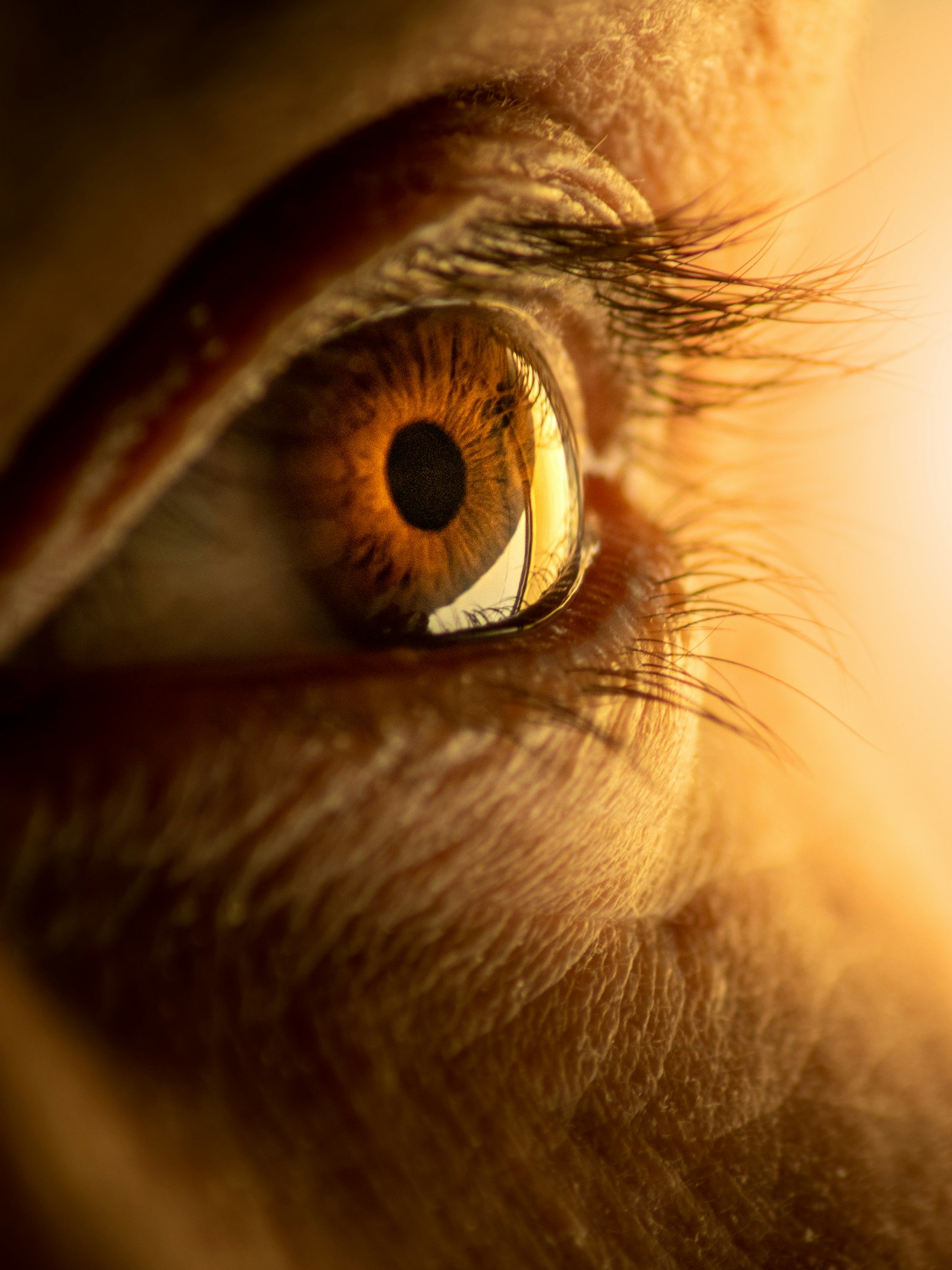 Close-up of an eye in profile, warm light rimming the lashes and catching the curve of the cornea over an amber iris