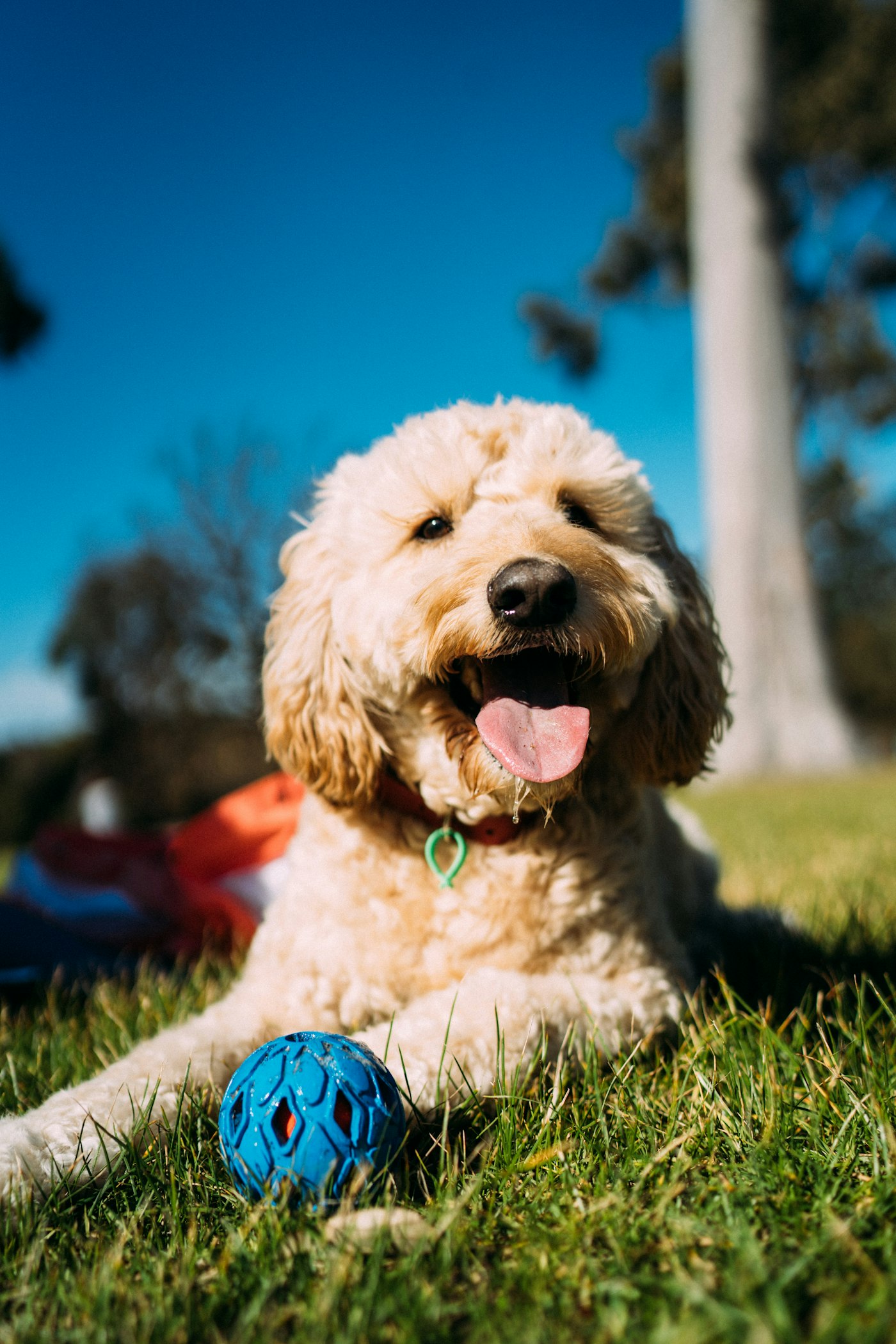 A cream goldendoodle lying in grass with a blue rubber chew ball