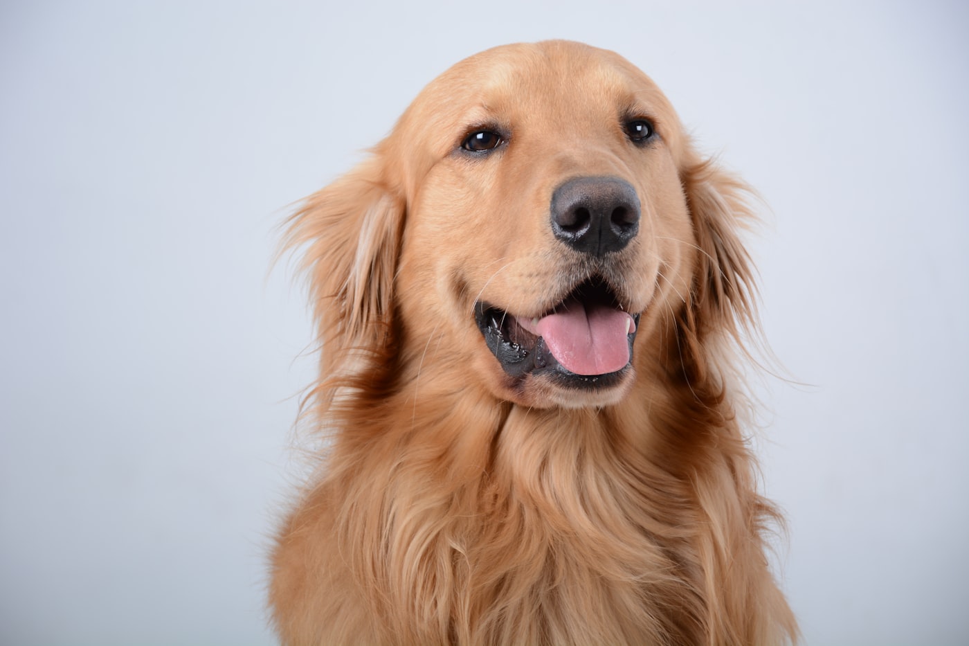 A golden retriever facing the camera against a pale grey backdrop