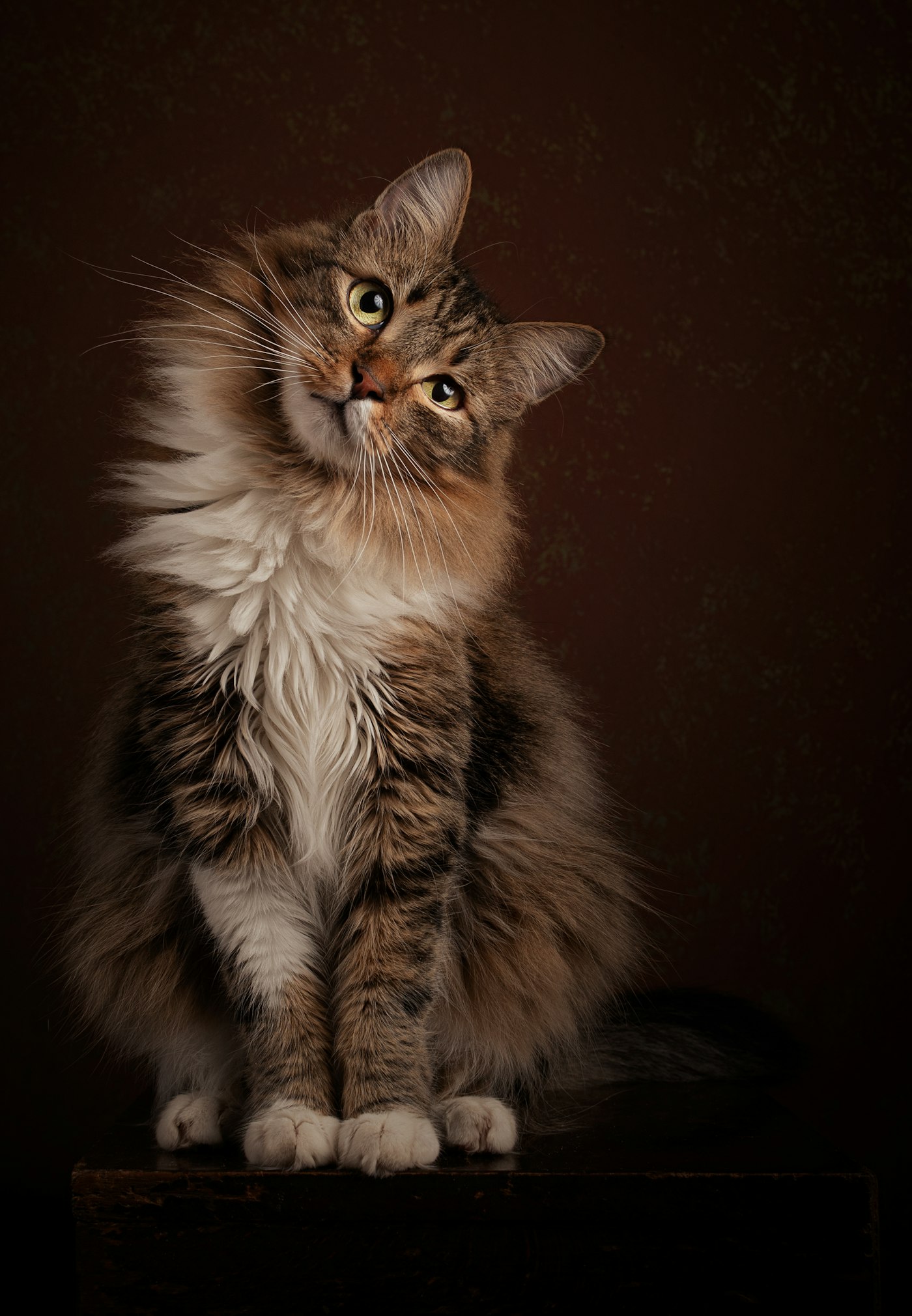 A long-haired tabby cat sitting and tilting its head against a dark backdrop