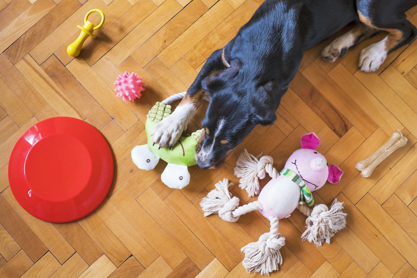 A dog reaching for a rope toy, plush toy and frisbee laid out on a wood floor