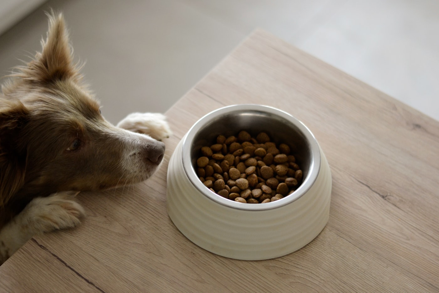 A cream ceramic dog bowl filled with kibble on a table, a collie waiting beside it