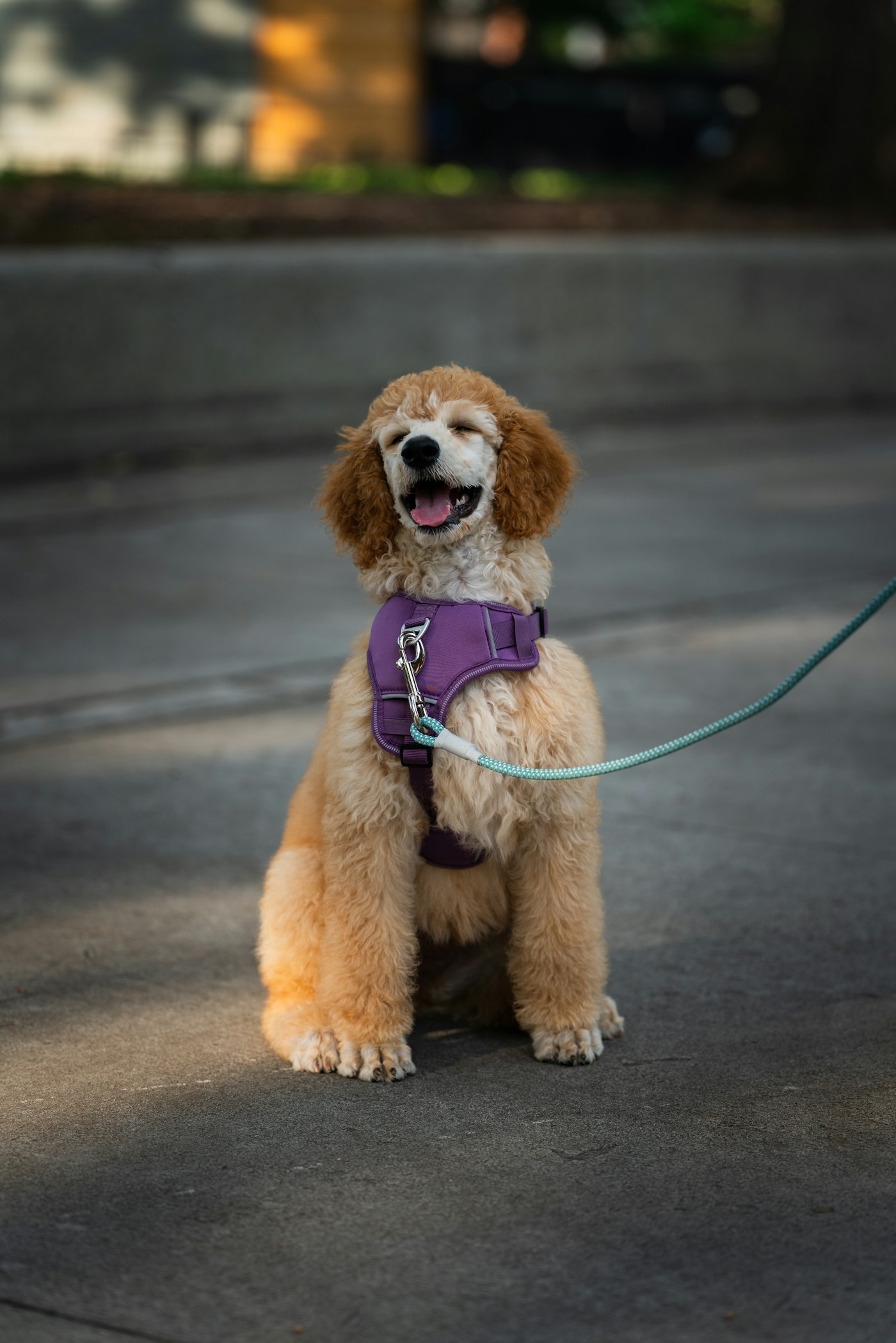 A poodle in a purple harness sitting on a path, clipped to a rope leash