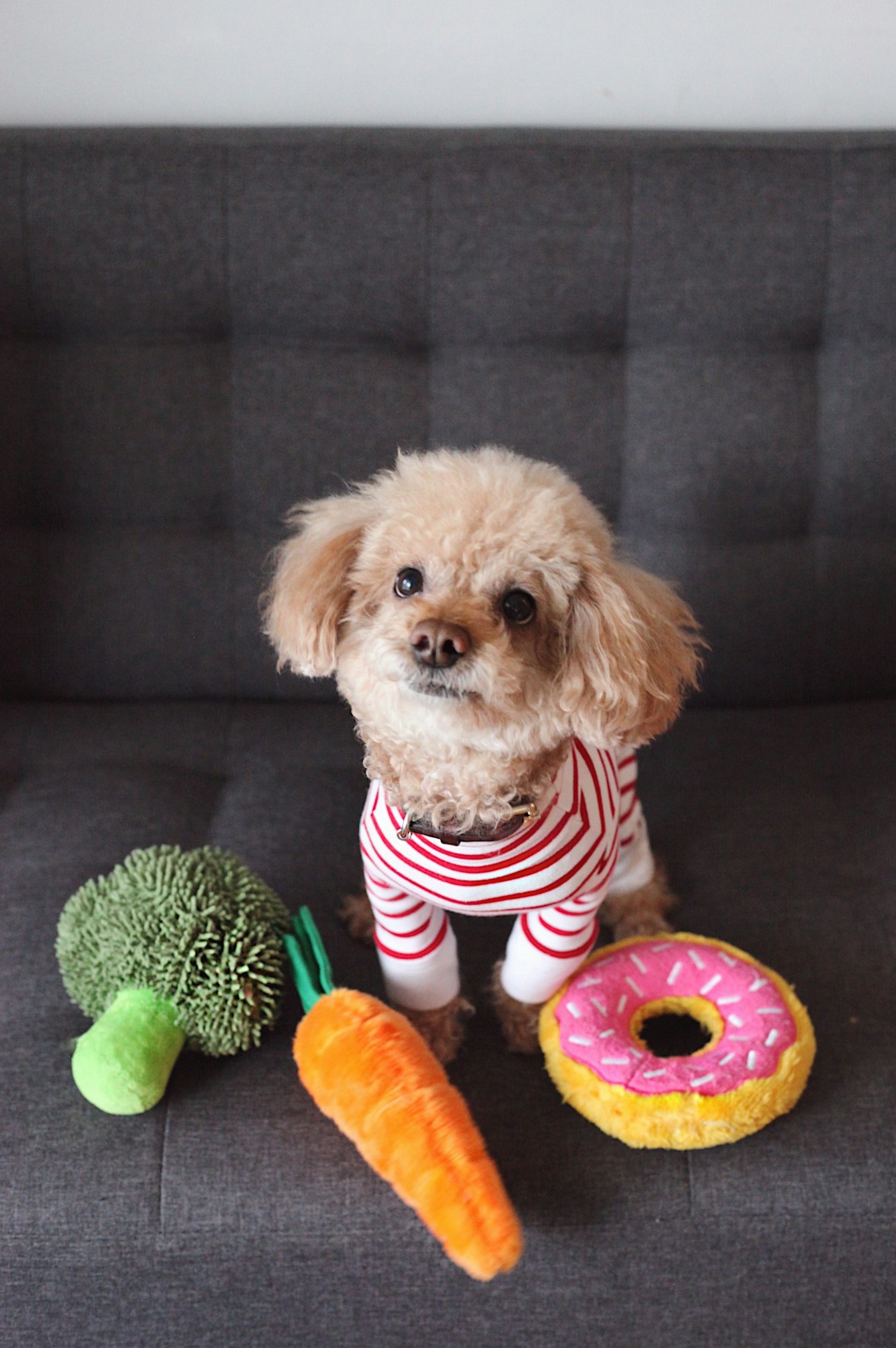 A small apricot poodle sitting beside plush carrot, broccoli and doughnut toys
