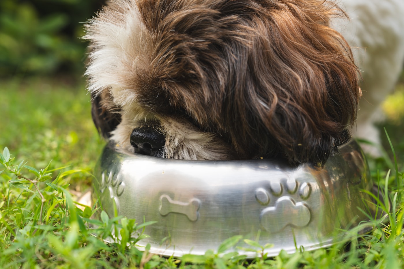 A shaggy small dog eating from a plain stainless steel bowl on the grass