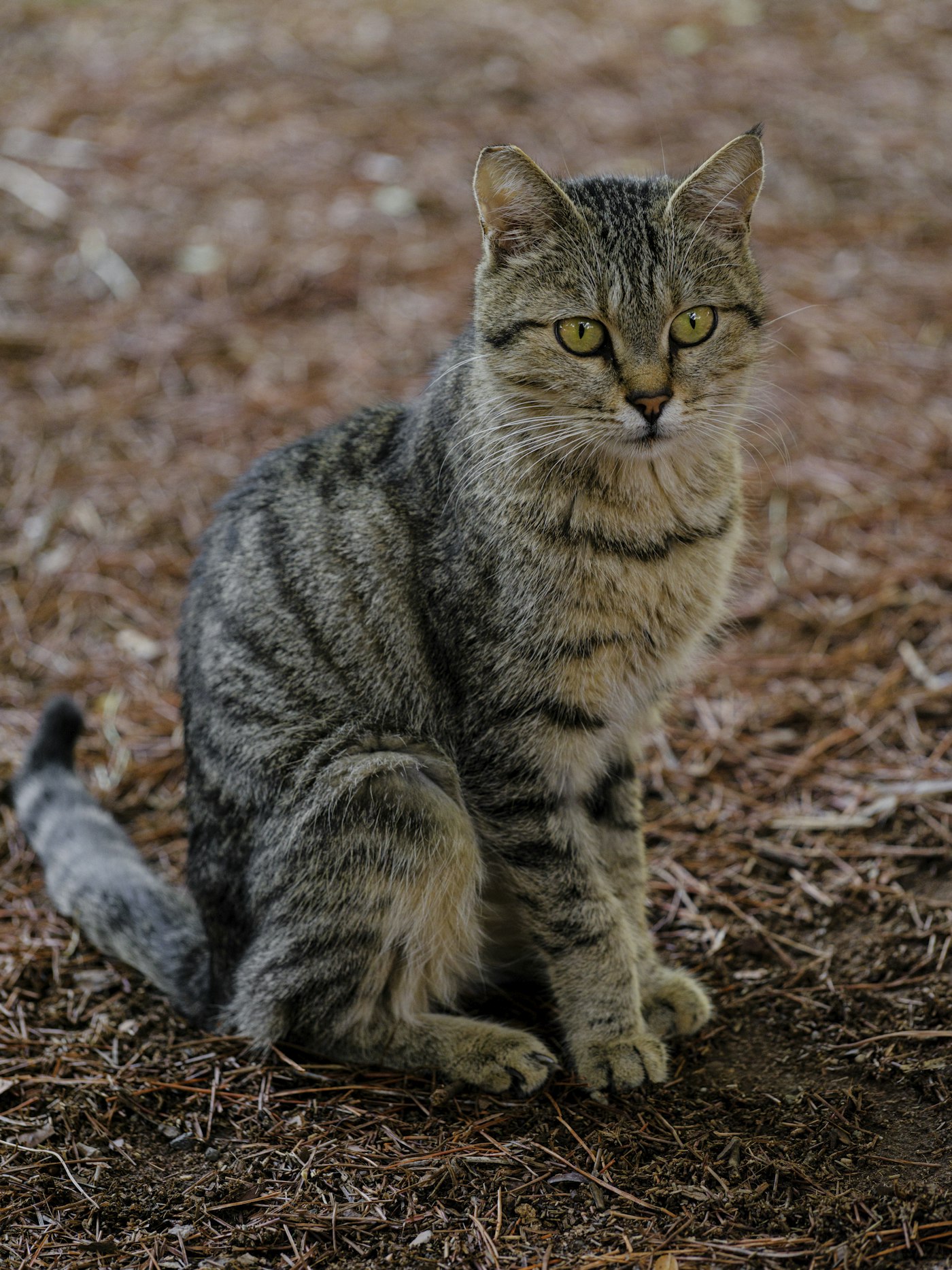 A grey tabby cat sitting alert on pine-needle ground