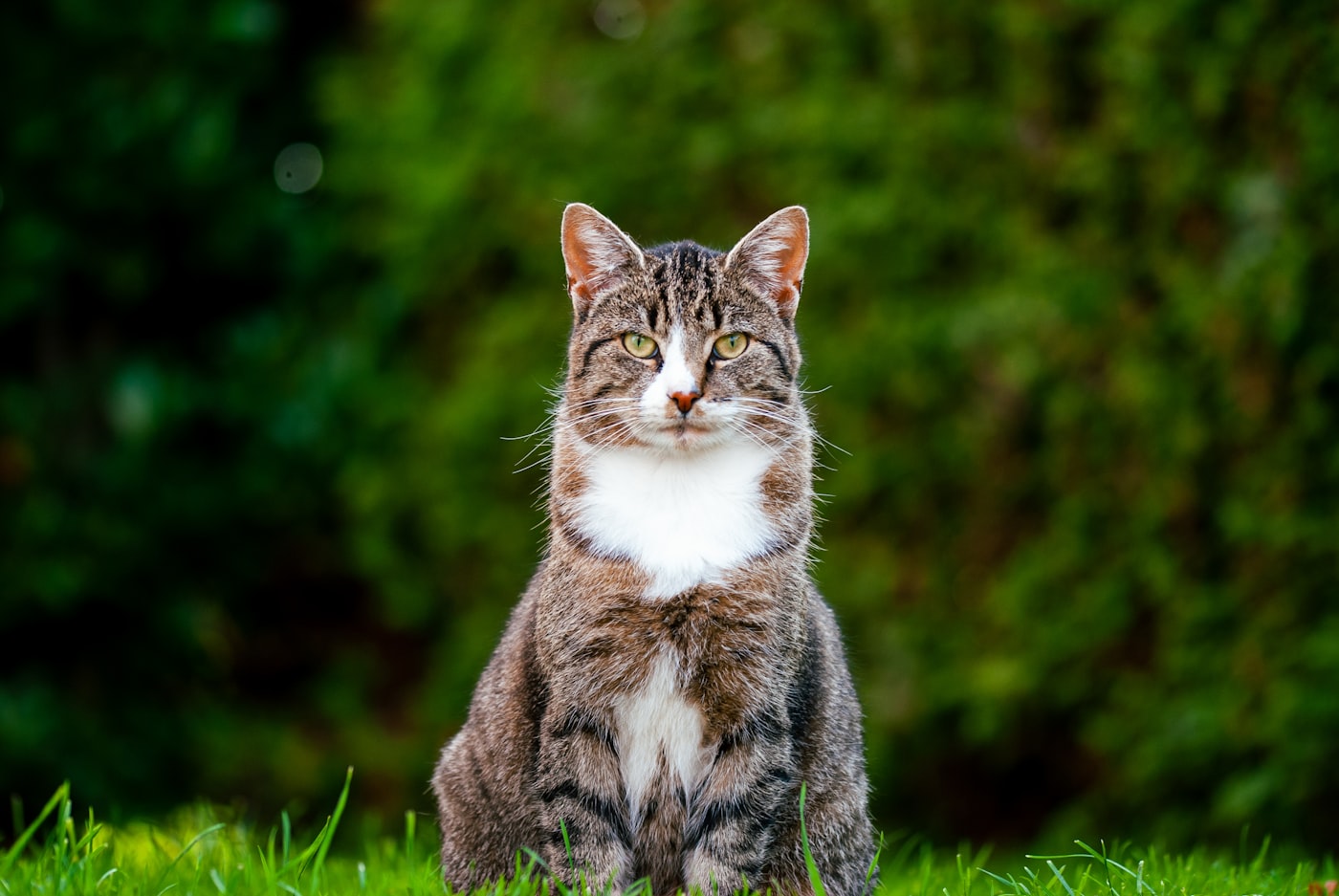 A brown and white tabby cat sitting on grass in front of a green hedge