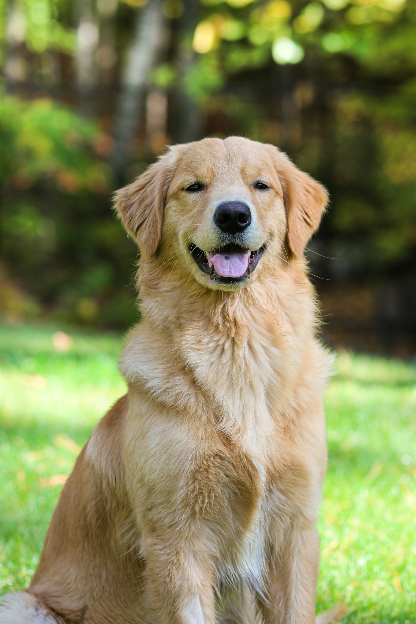 A golden retriever sitting on grass in dappled sunlight, waiting for a treat
