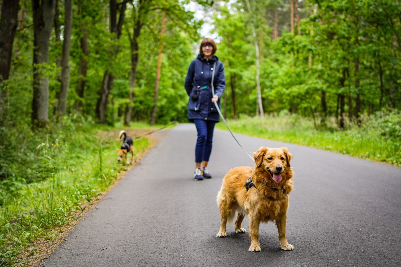 Biscuit, a golden retriever standing on a forest path on a leash