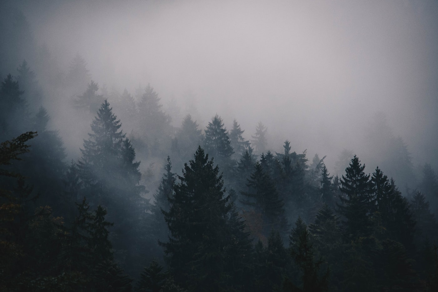 Dark spruce slope dissolving into cold grey fog in the minutes before rain