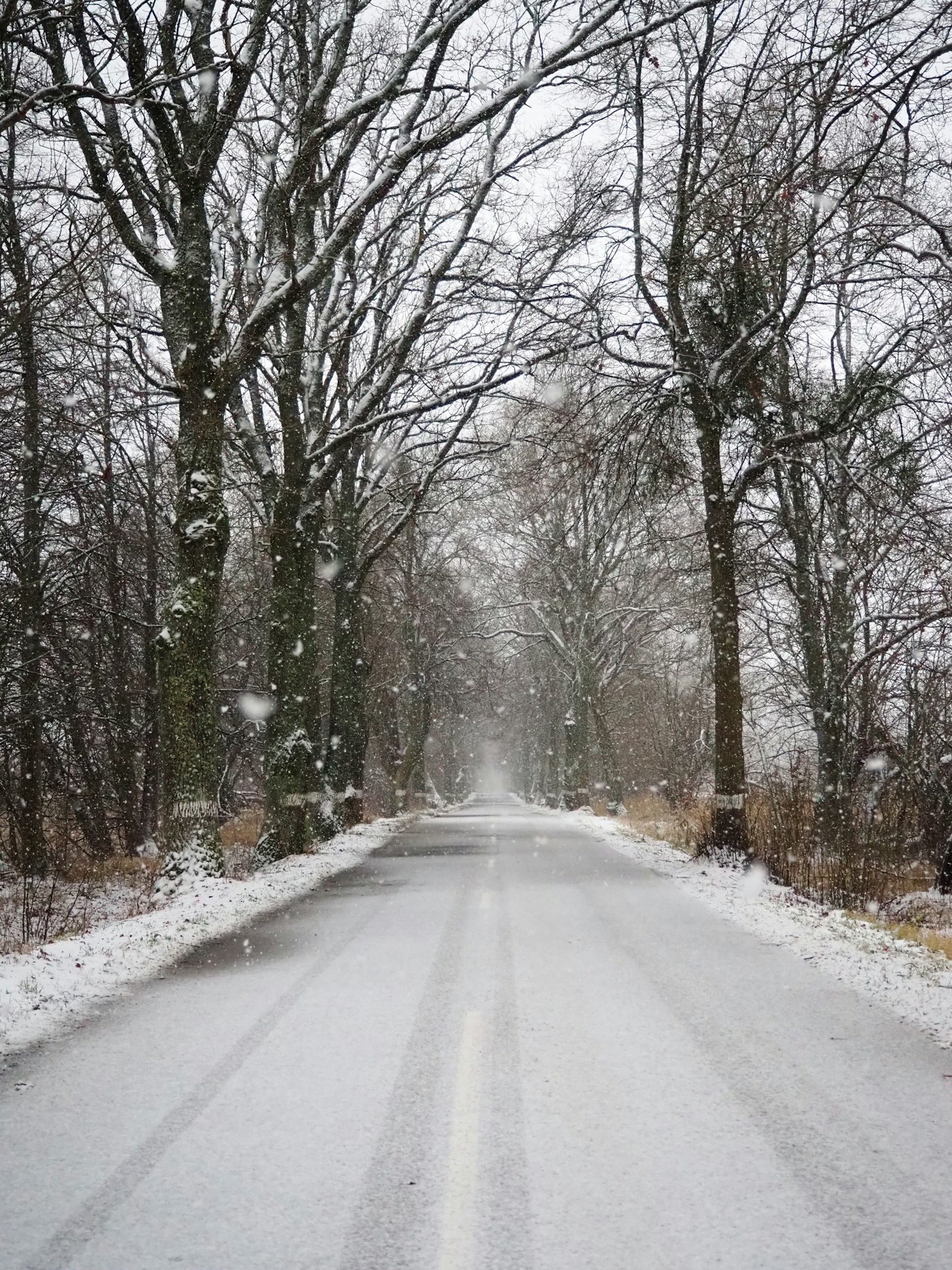 Snow falling on an empty tree-lined road, bare branches meeting overhead