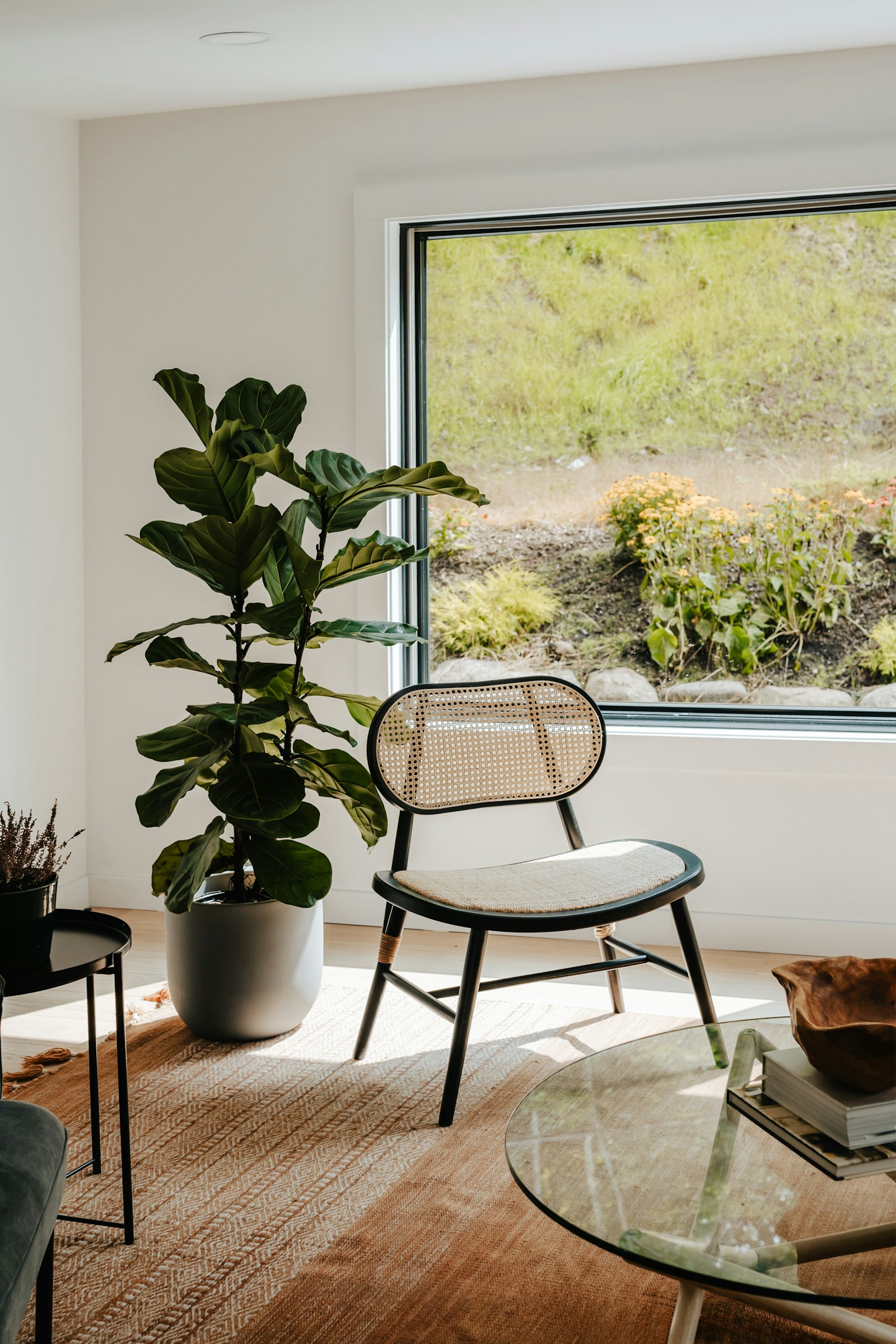 A tall fiddle-leaf fig in a matte stone pot beside a wide window in a bright, minimal living room.