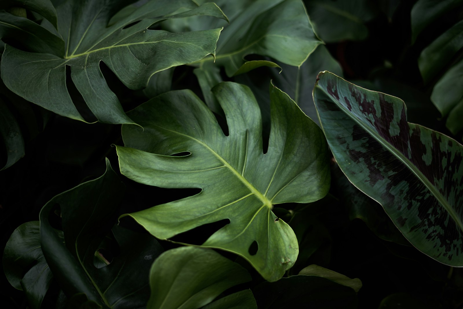 Close-up of split monstera deliciosa leaves with deep green fenestrations.