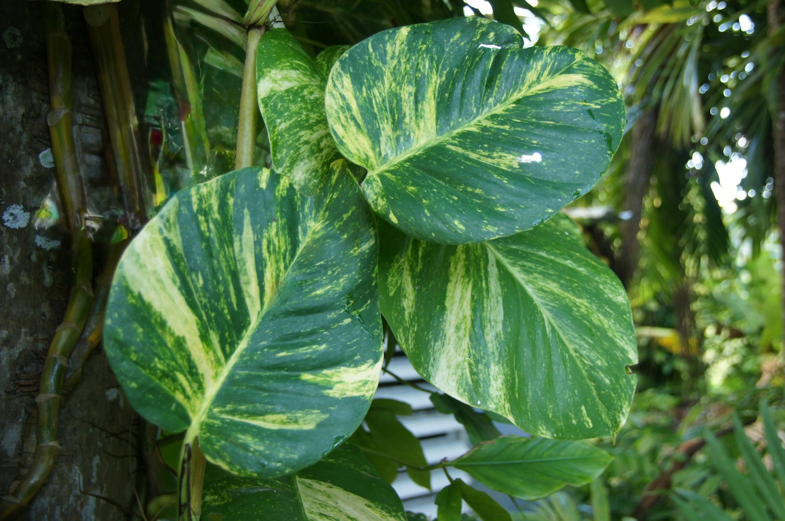Golden pothos leaves with bright yellow variegation streaked through deep green.