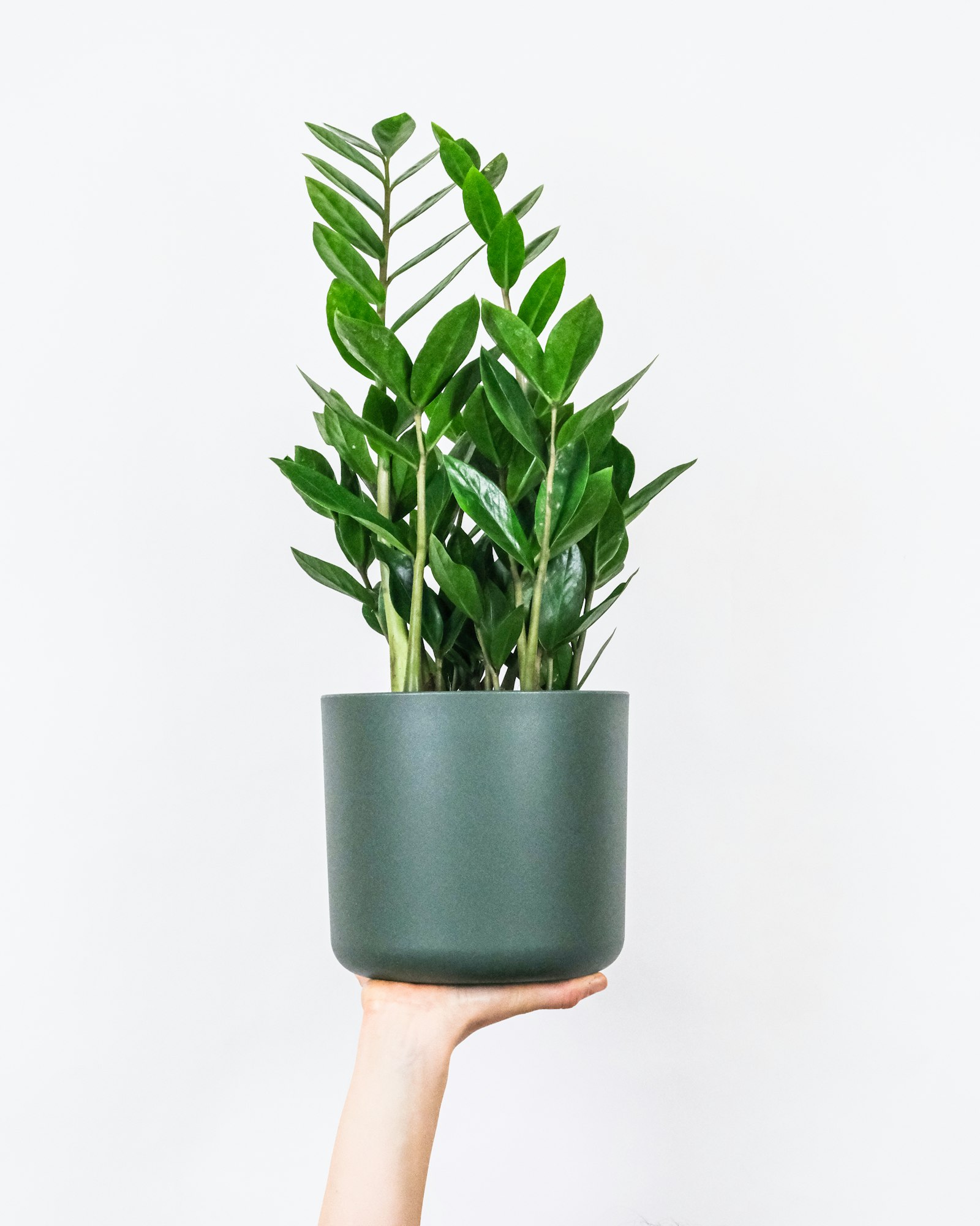 A ZZ plant with glossy upright stems in a matte forest-green pot, held up against a white wall.