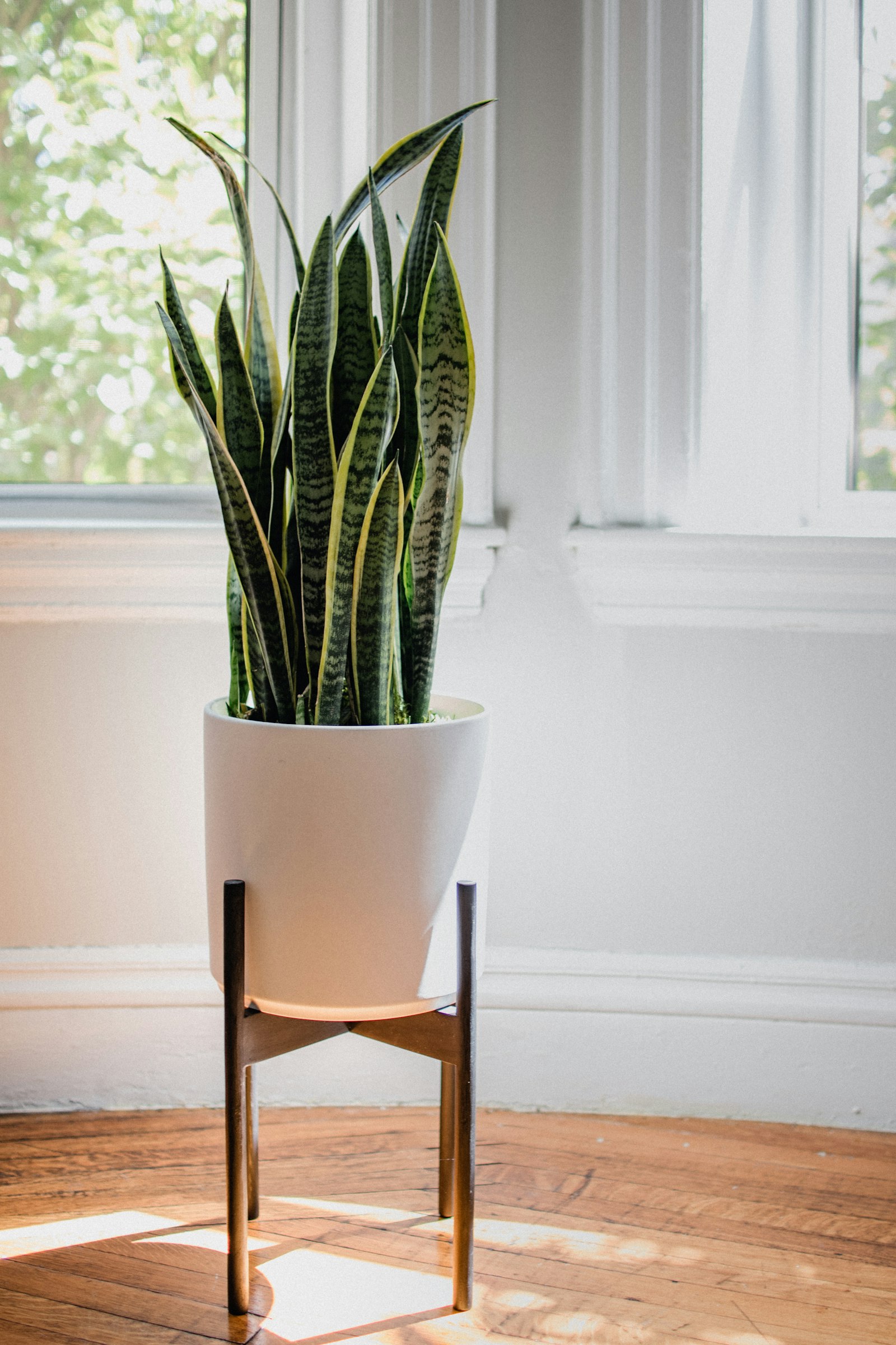 A snake plant with tall variegated leaves in a white pot on a walnut mid-century stand.