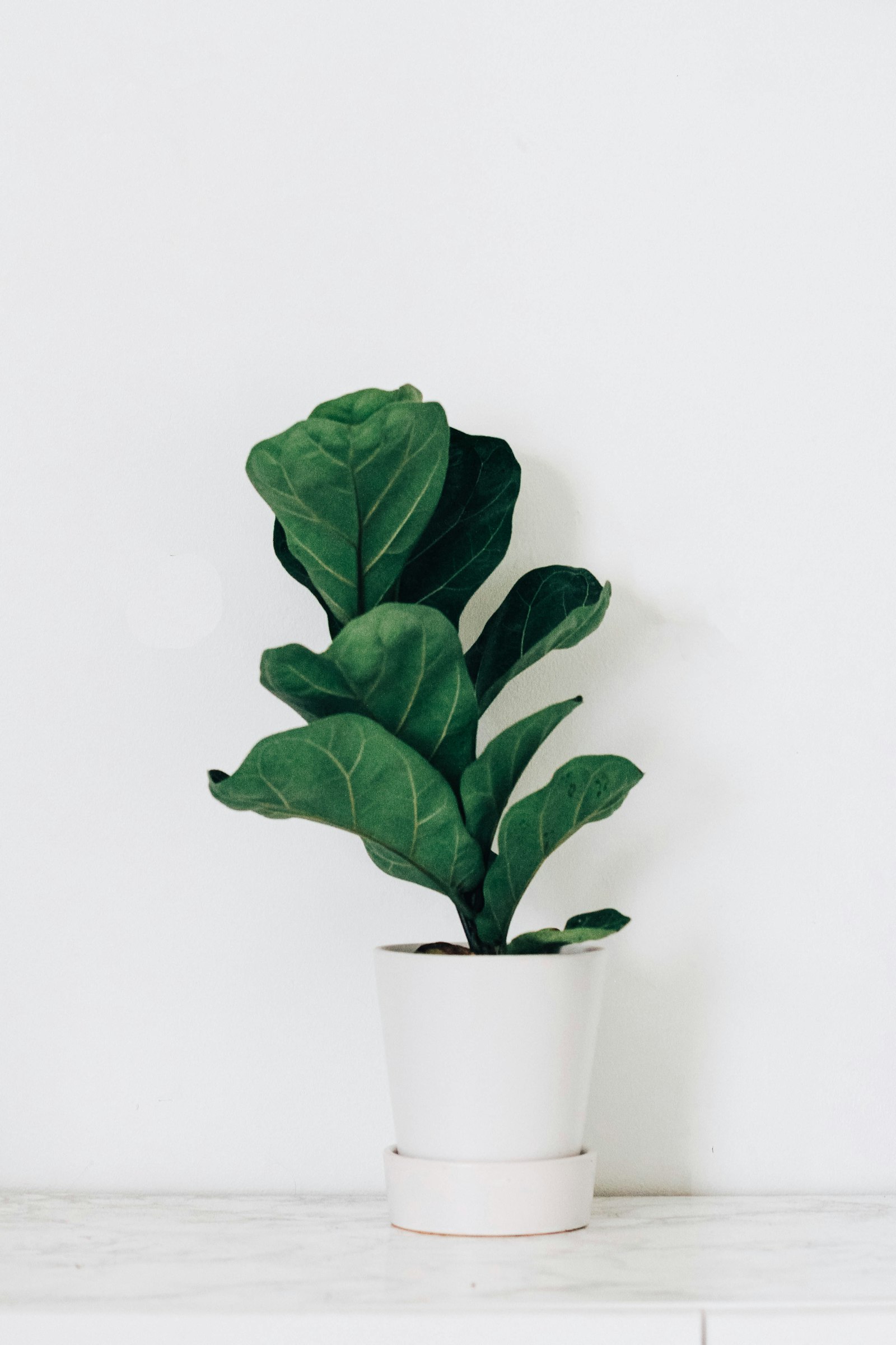 A young fiddle-leaf fig with broad veined leaves in a white tapered pot on a marble surface.