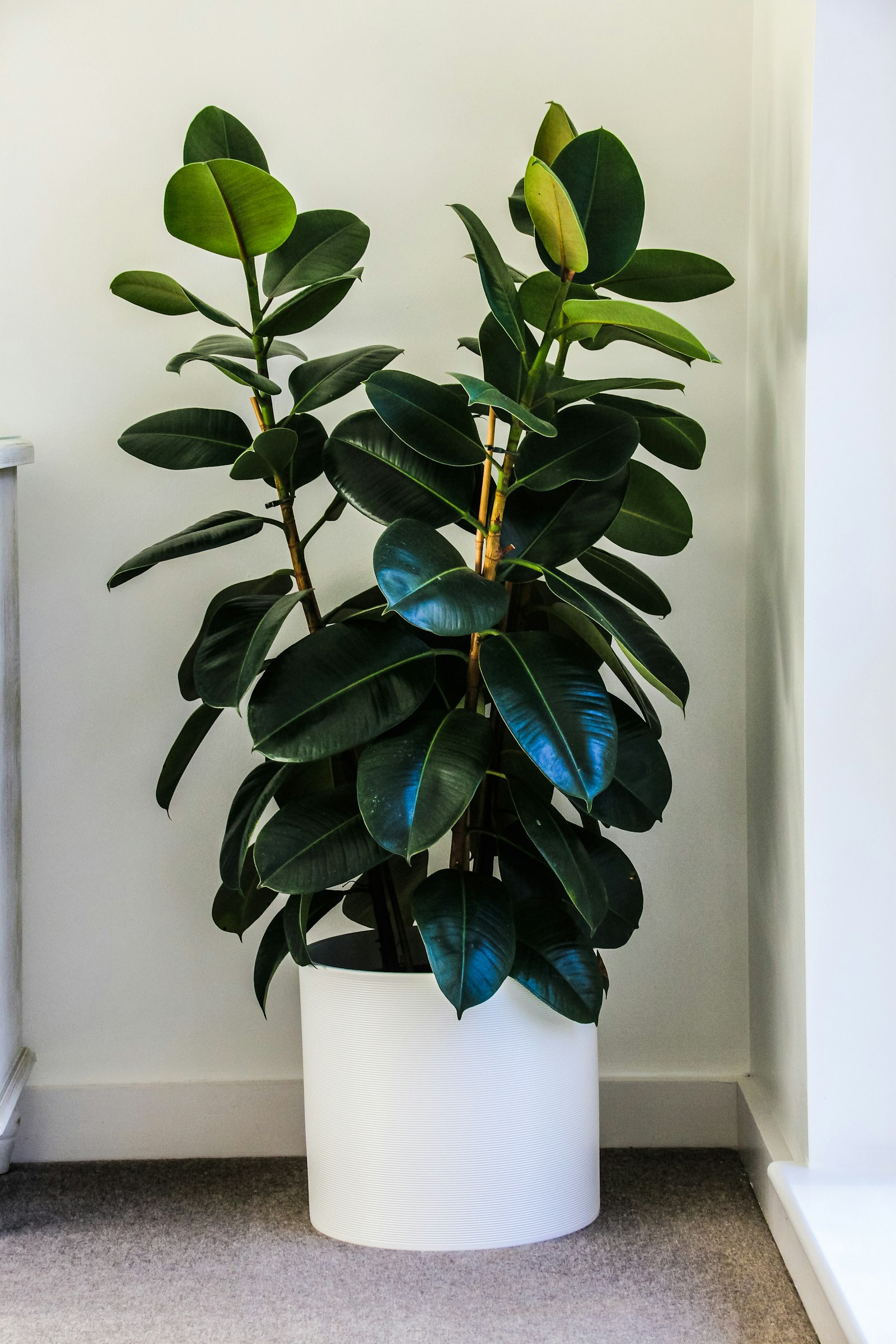 A large rubber tree with glossy deep-green leaves on two canes in a ribbed white floor pot.