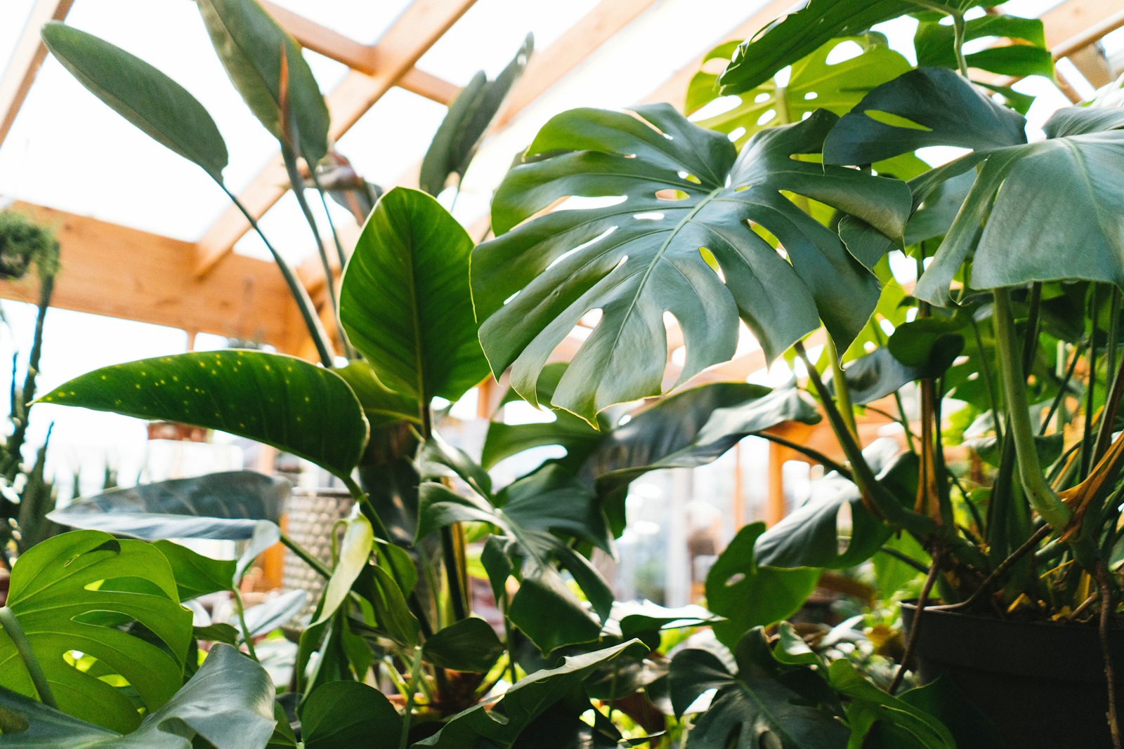 Large fenestrated monstera leaves reaching toward the glass roof of a timber greenhouse.