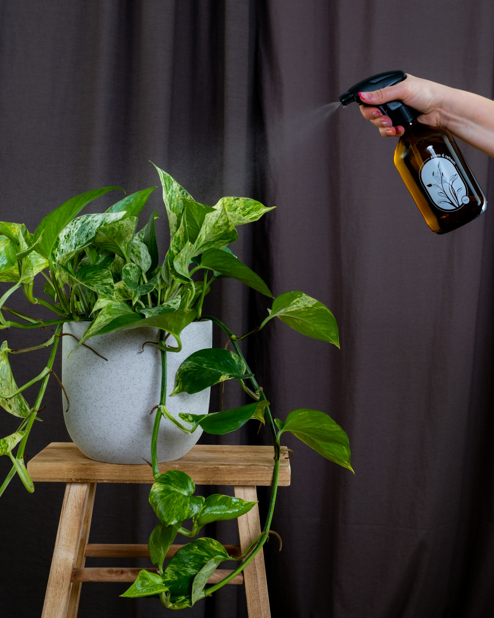 A hand misting a variegated pothos on a wooden stool with a fine spray of water.