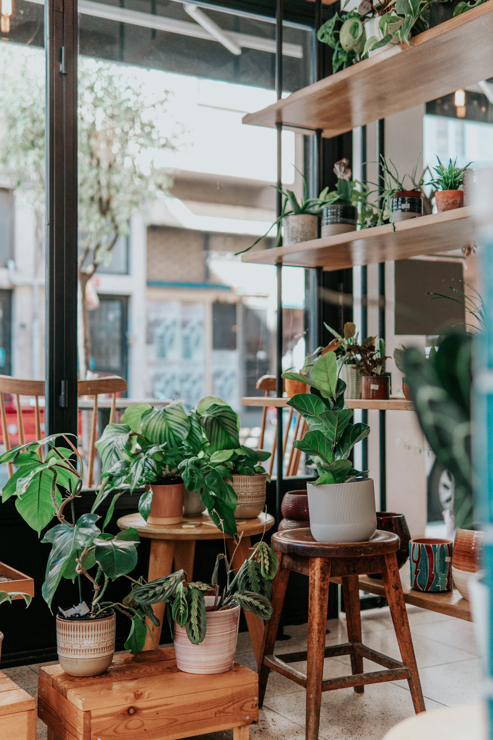 A plant shop window with calatheas, a fiddle-leaf fig and prayer plants arranged on wooden stools.