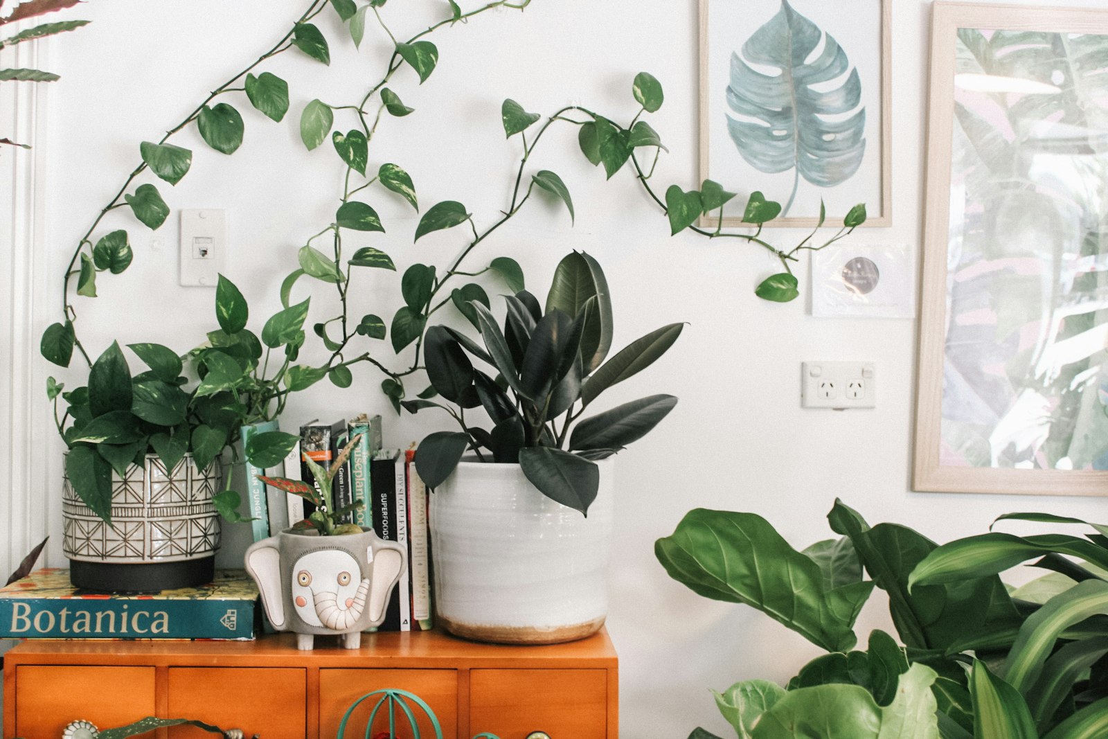 A pothos vine trained across a white wall above an orange sideboard, next to a rubber plant.