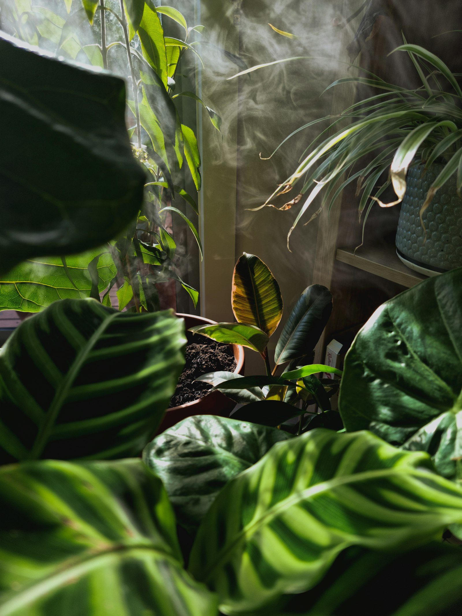 Sunlight cutting through a dense corner of calatheas, rubber plants and a spider plant.