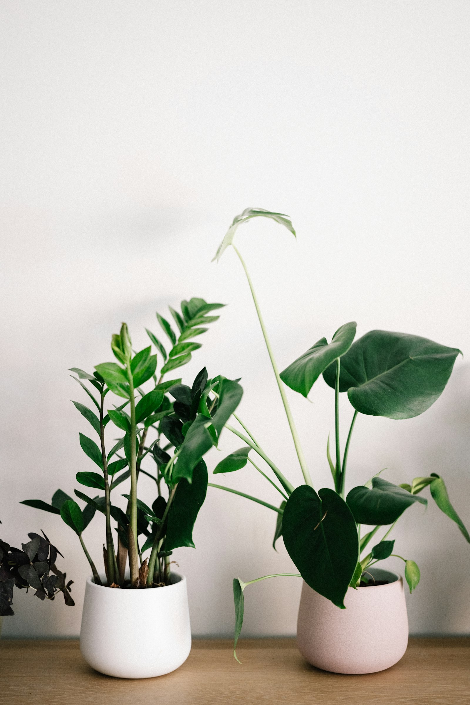 A ZZ plant and a young monstera in matte white and blush pots on a light oak sideboard.