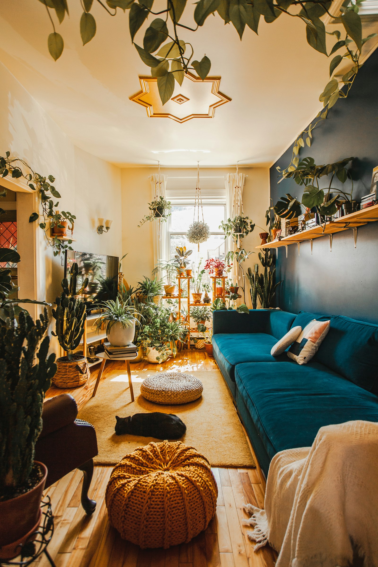 A living room densely filled with houseplants, hanging pothos and a teal velvet sofa with a cat asleep on the rug.