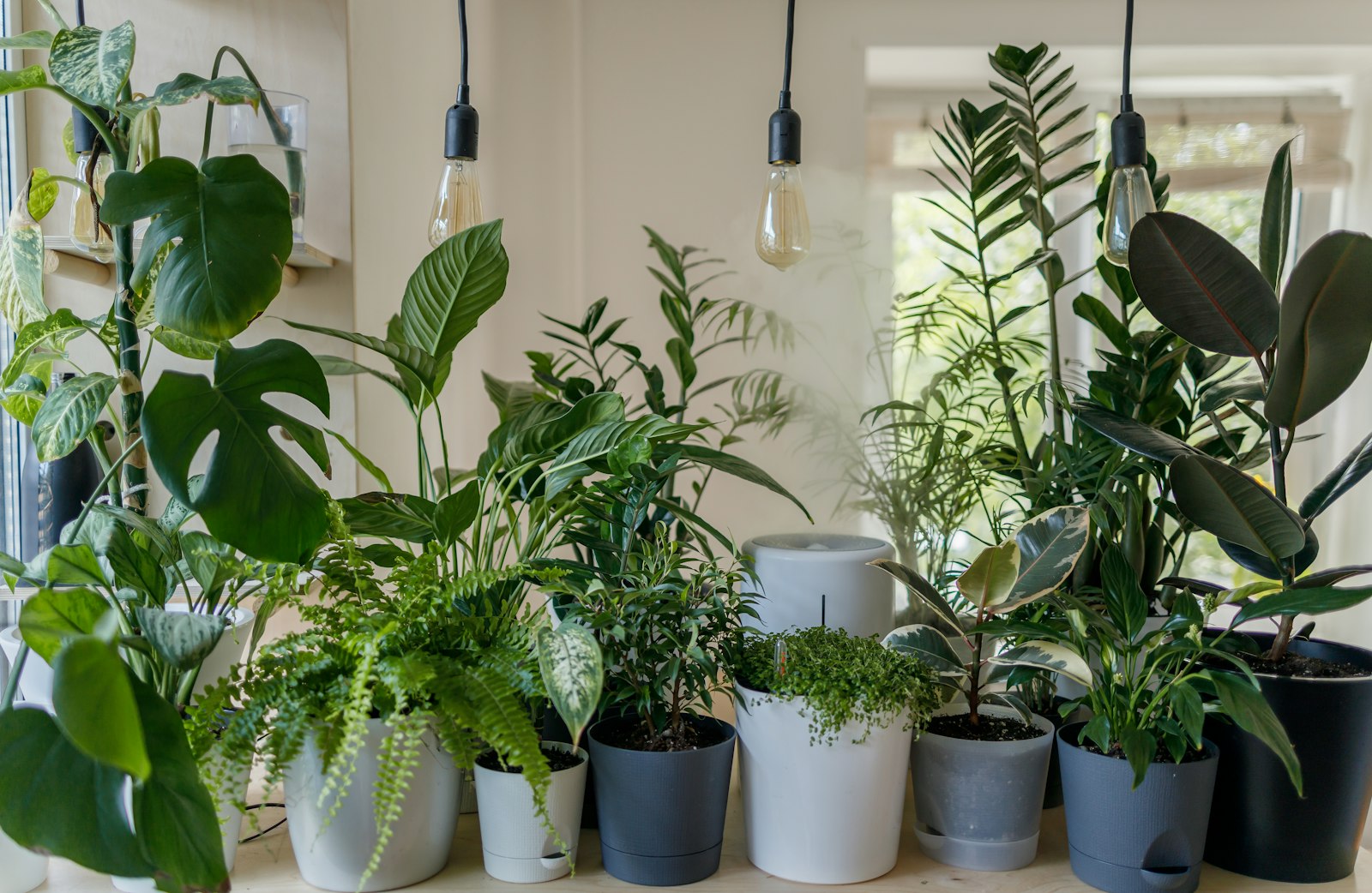 A shelf of assorted houseplants — monstera, ferns, rubber plant and ZZ — under warm pendant lights.
