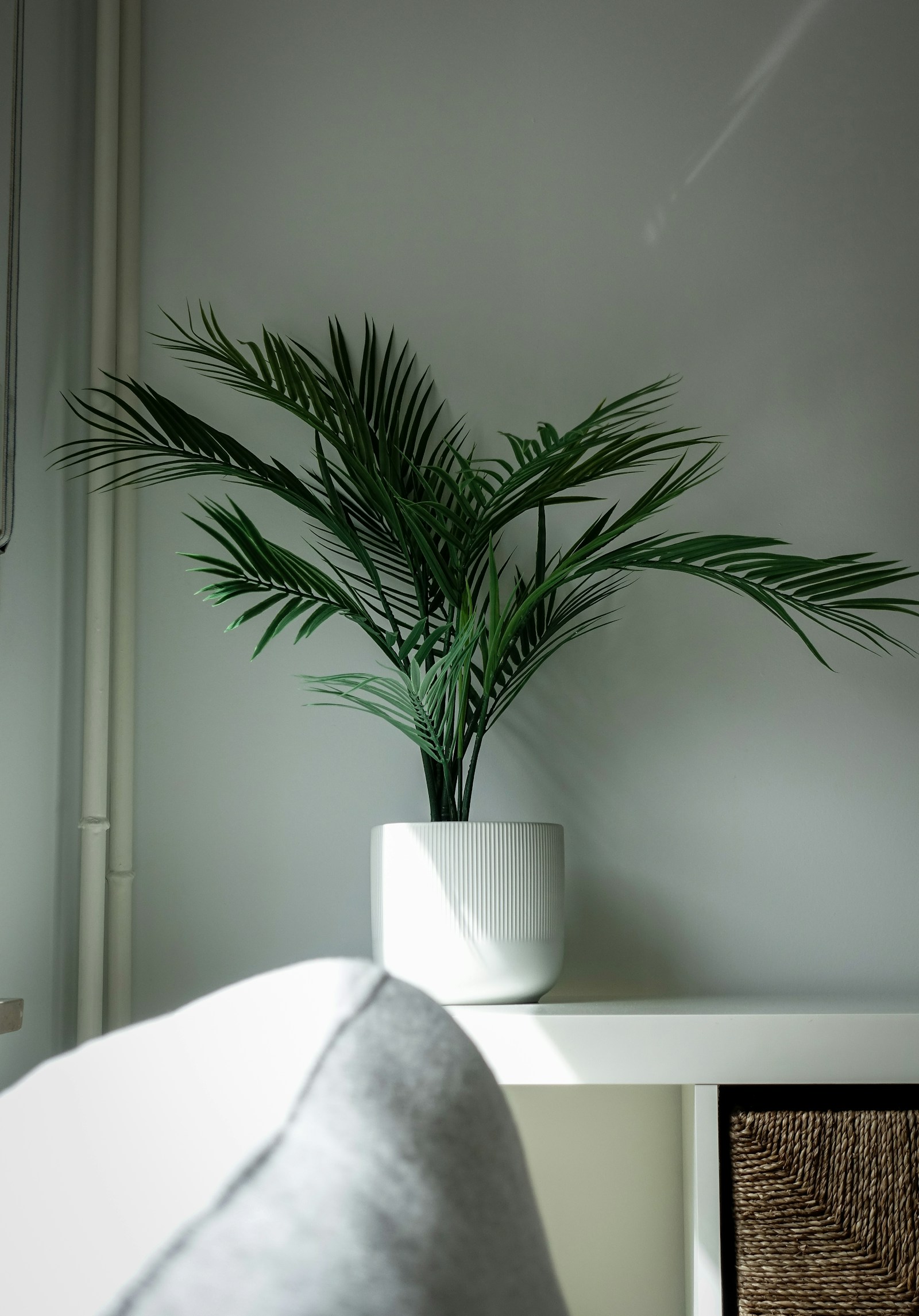 A parlour palm with fine arching fronds in a ribbed white pot against a soft sage wall.
