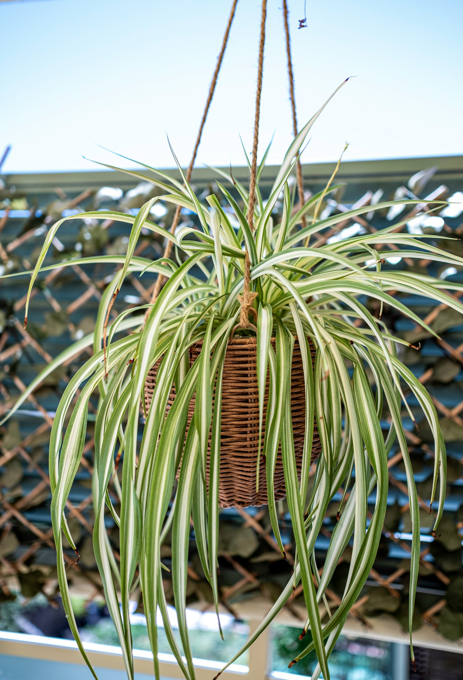 A spider plant with cream-striped arching leaves spilling from a woven hanging basket.