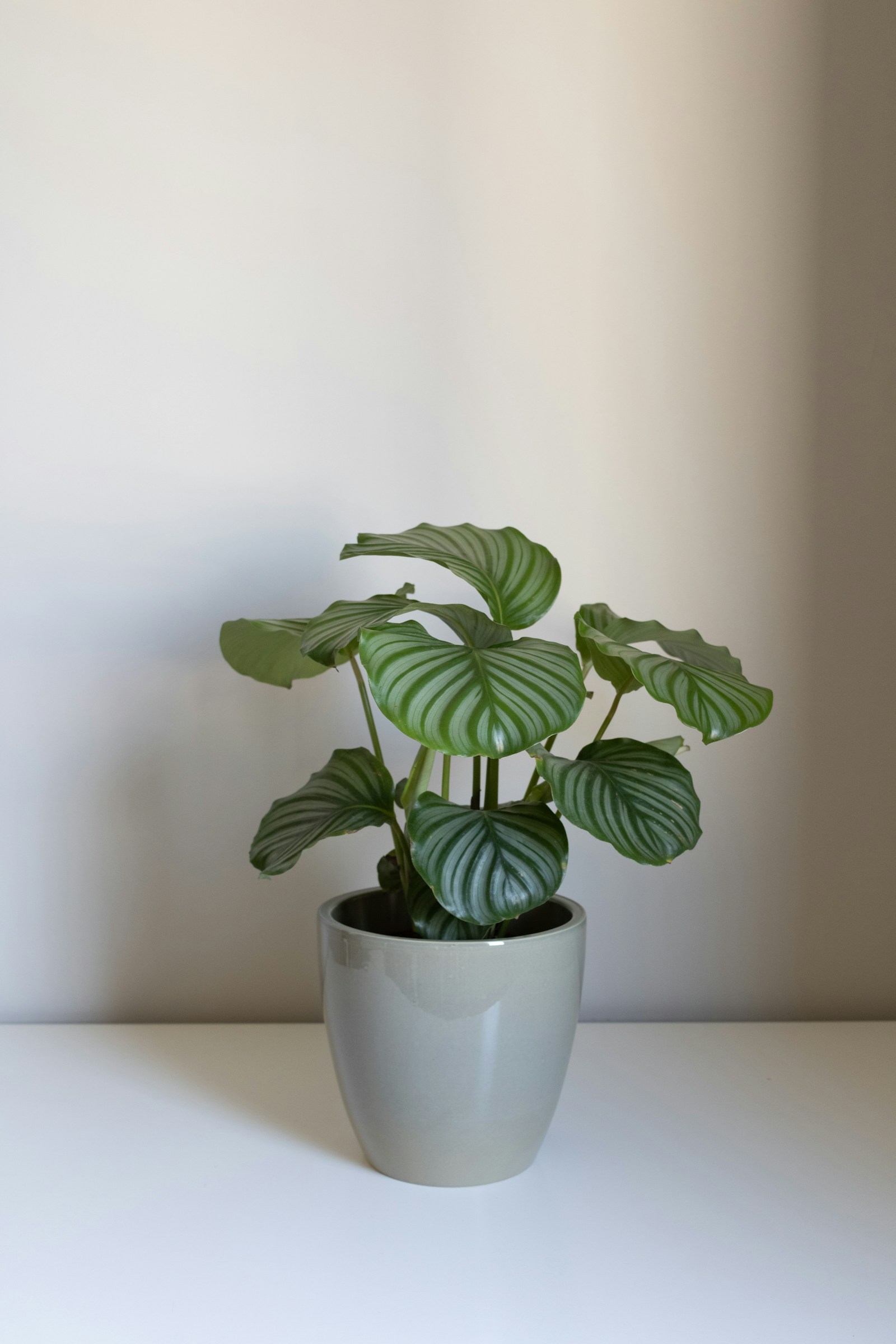 A Calathea orbifolia with round silver-banded leaves in a pale grey ceramic pot.