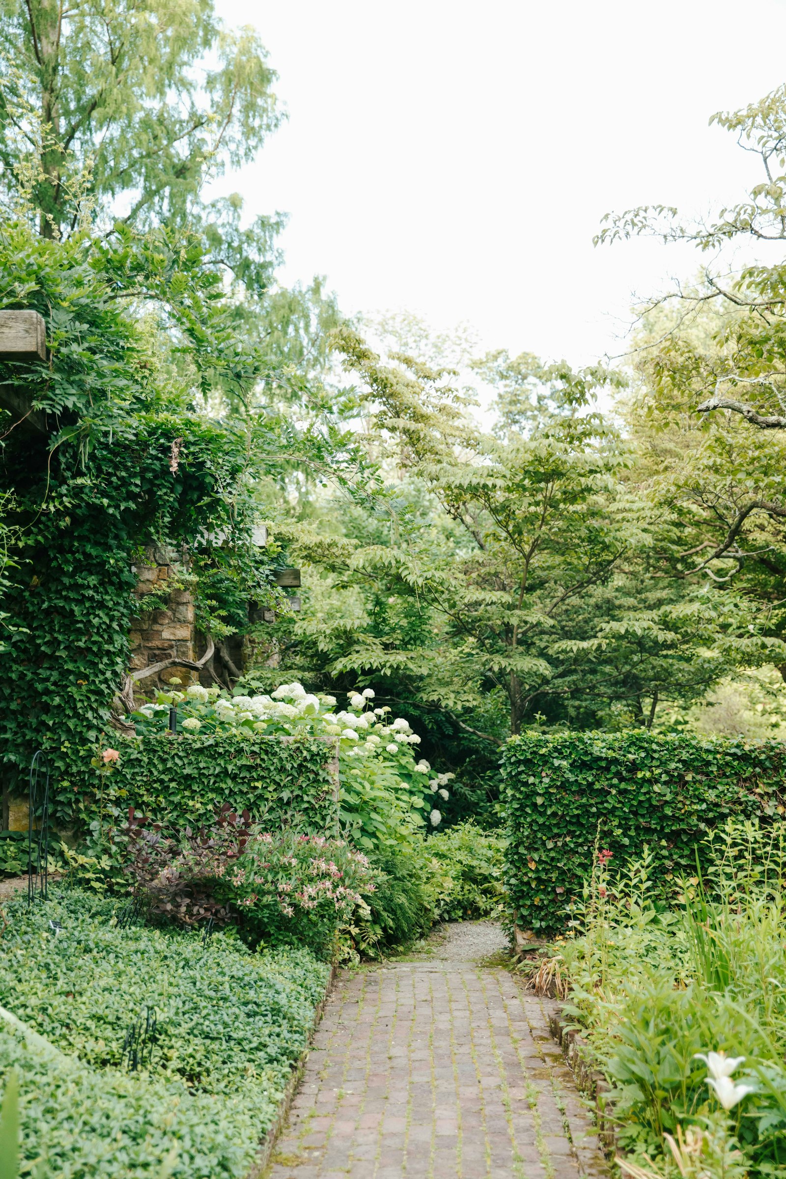 A brick path curving between clipped ivy hedges and white hydrangeas, with mature trees and a stone wall beyond.