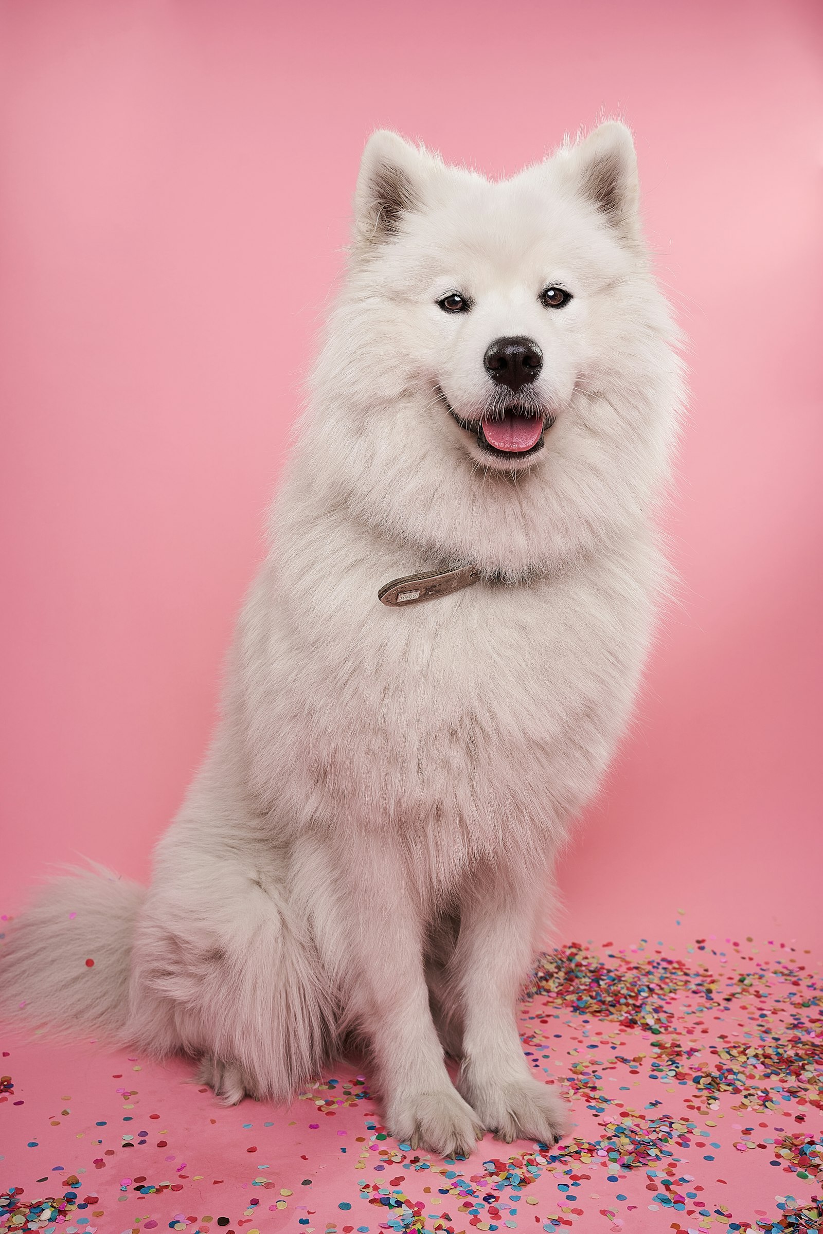 A calm, smiling Samoyed sitting for the camera against a soft pink backdrop