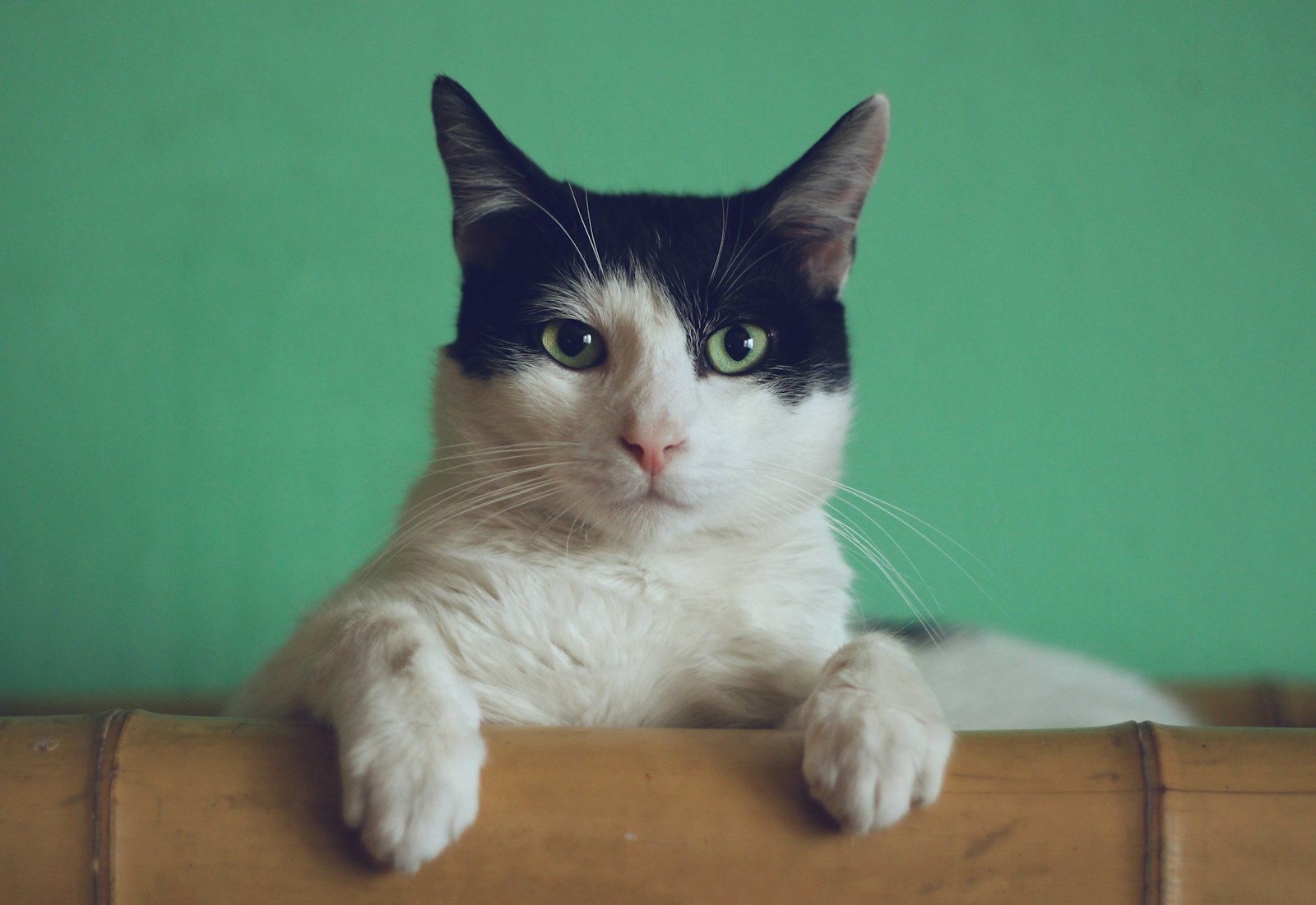 A black and white cat resting its paws over the edge of a basket