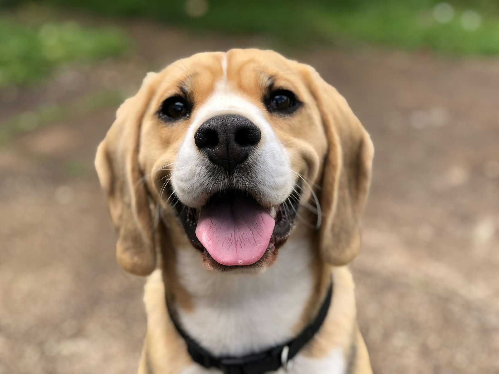 A happy beagle with its tongue out sitting outdoors on a trail