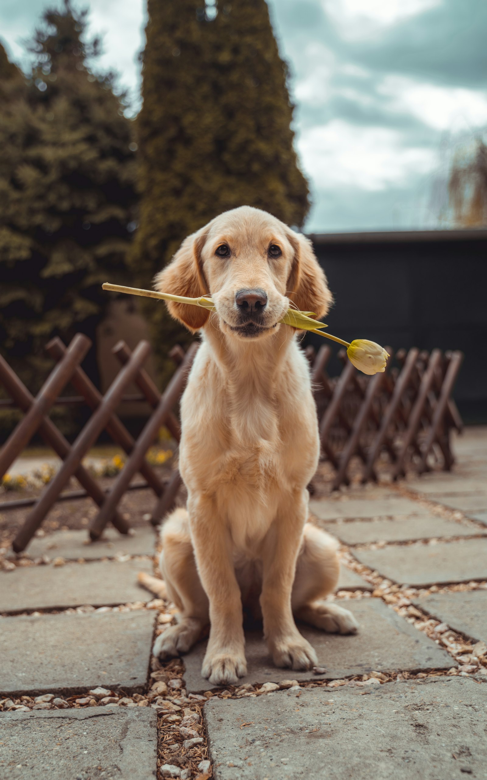 A golden retriever puppy sitting patiently with a yellow tulip in its mouth