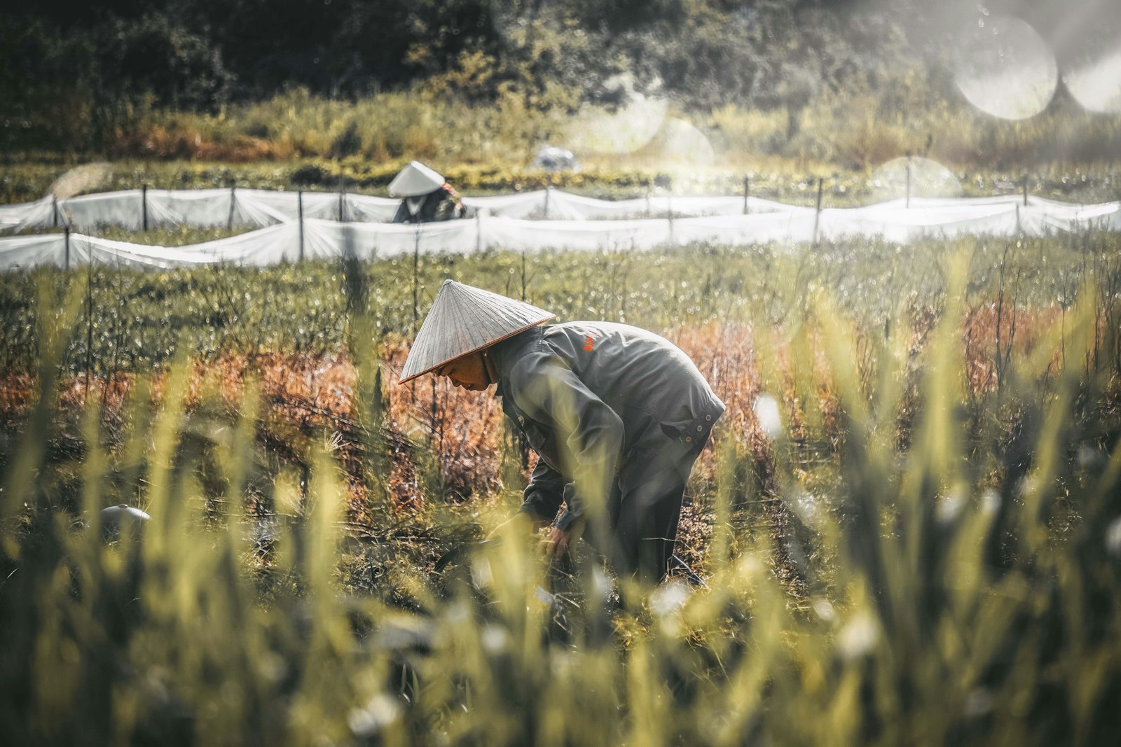 Người nông dân đội nón lá cúi thu hái giữa ruộng thảo mộc, phía sau là luống phủ lưới trắng
