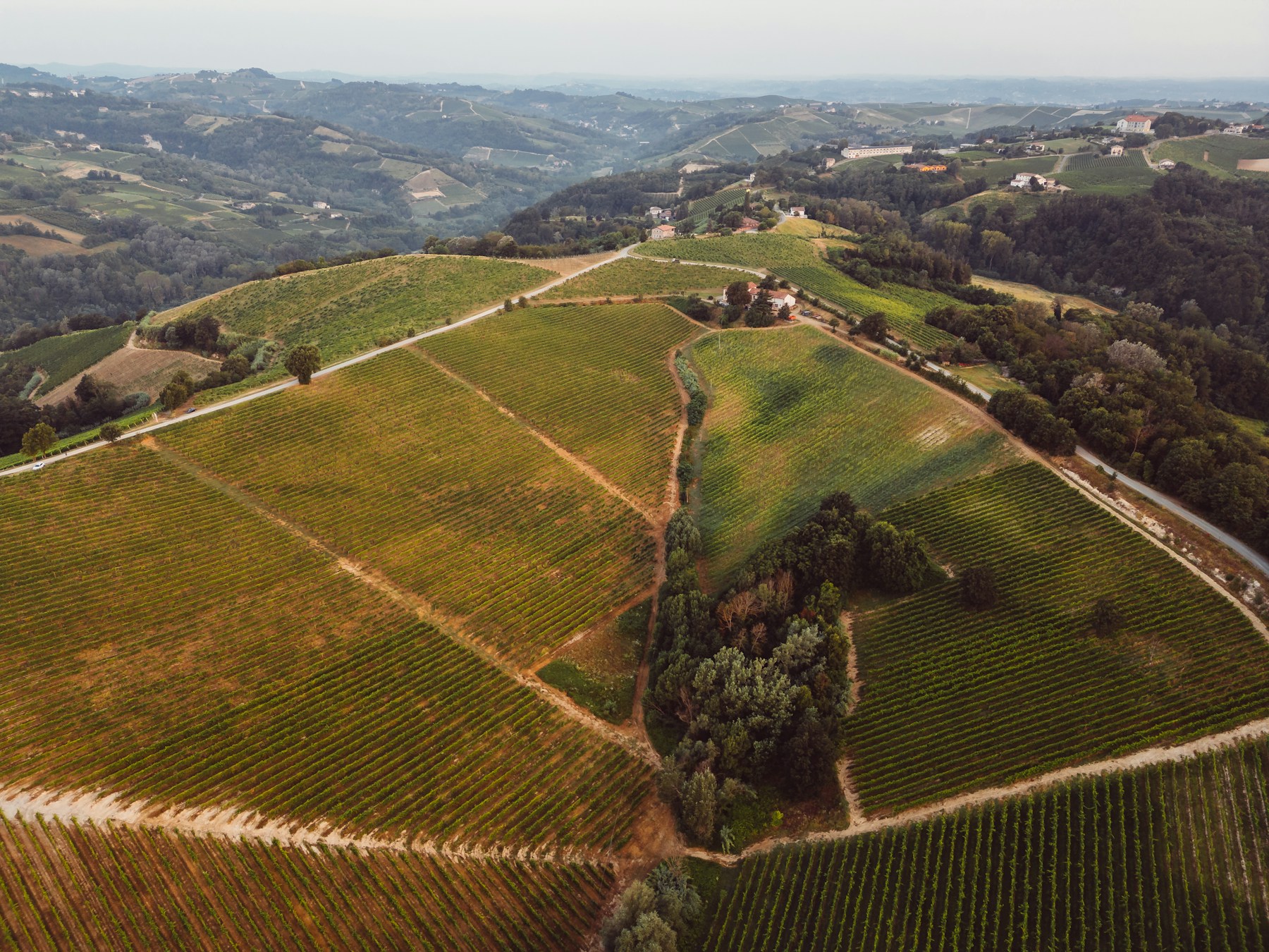 Aerial view of vine rows fanning across a ridge of rolling hills, blocks divided by pale service tracks