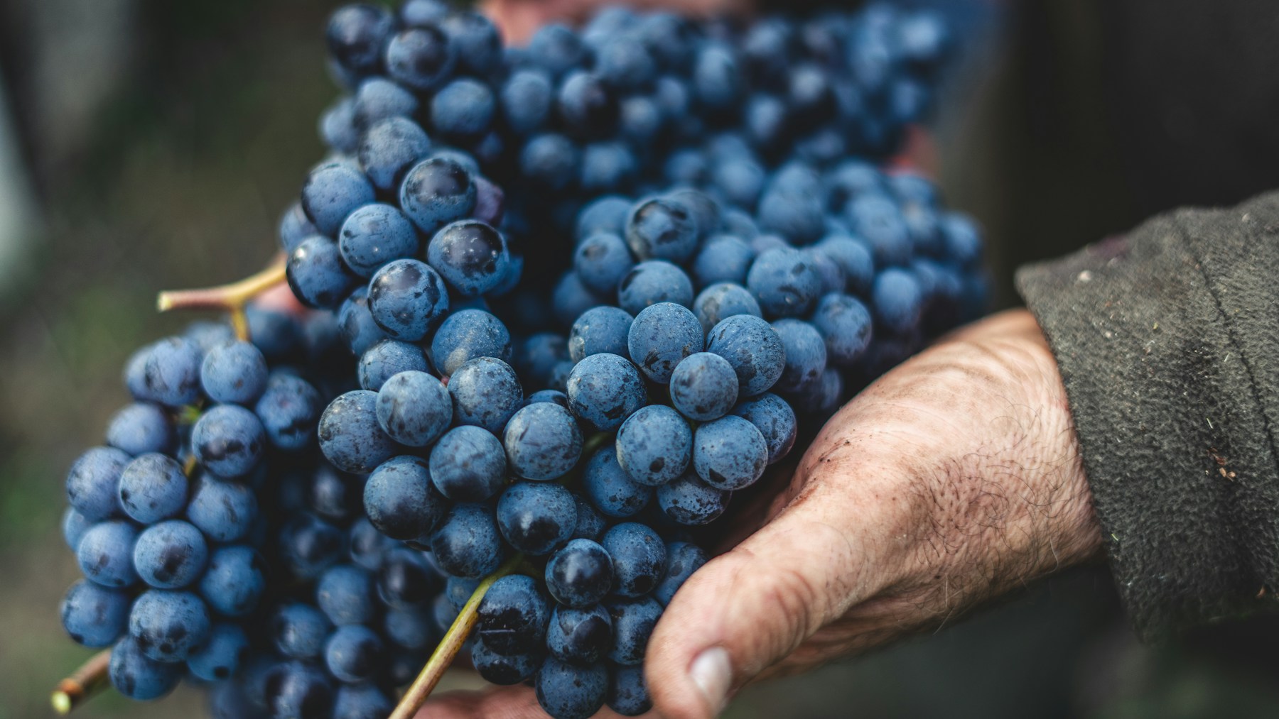 A weathered hand in a dark fleece sleeve cupping several bunches of blue-black grapes still dusted with bloom