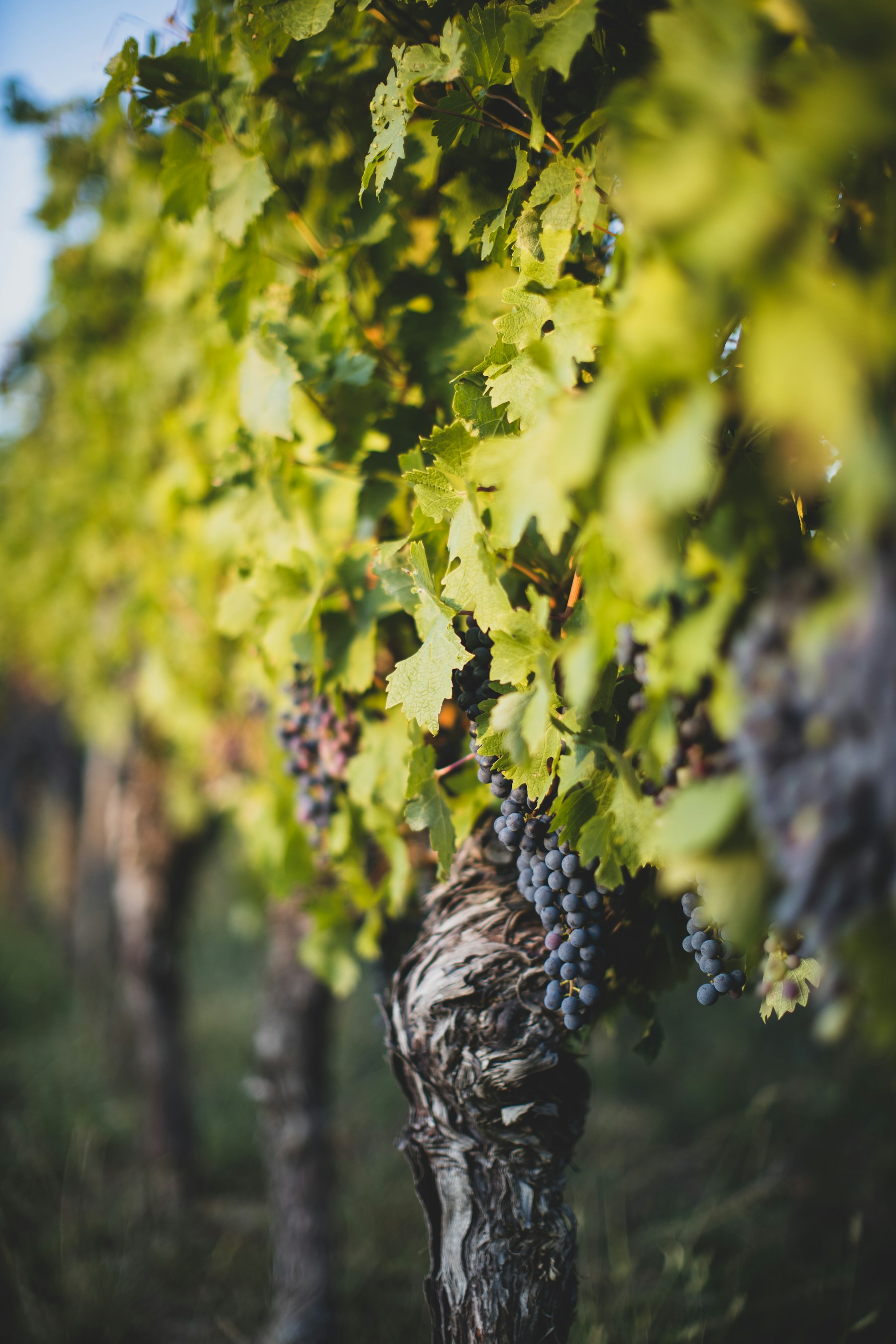 A gnarled old vine trunk in low sun, several bunches of blue-black fruit hanging beneath a canopy of backlit leaves